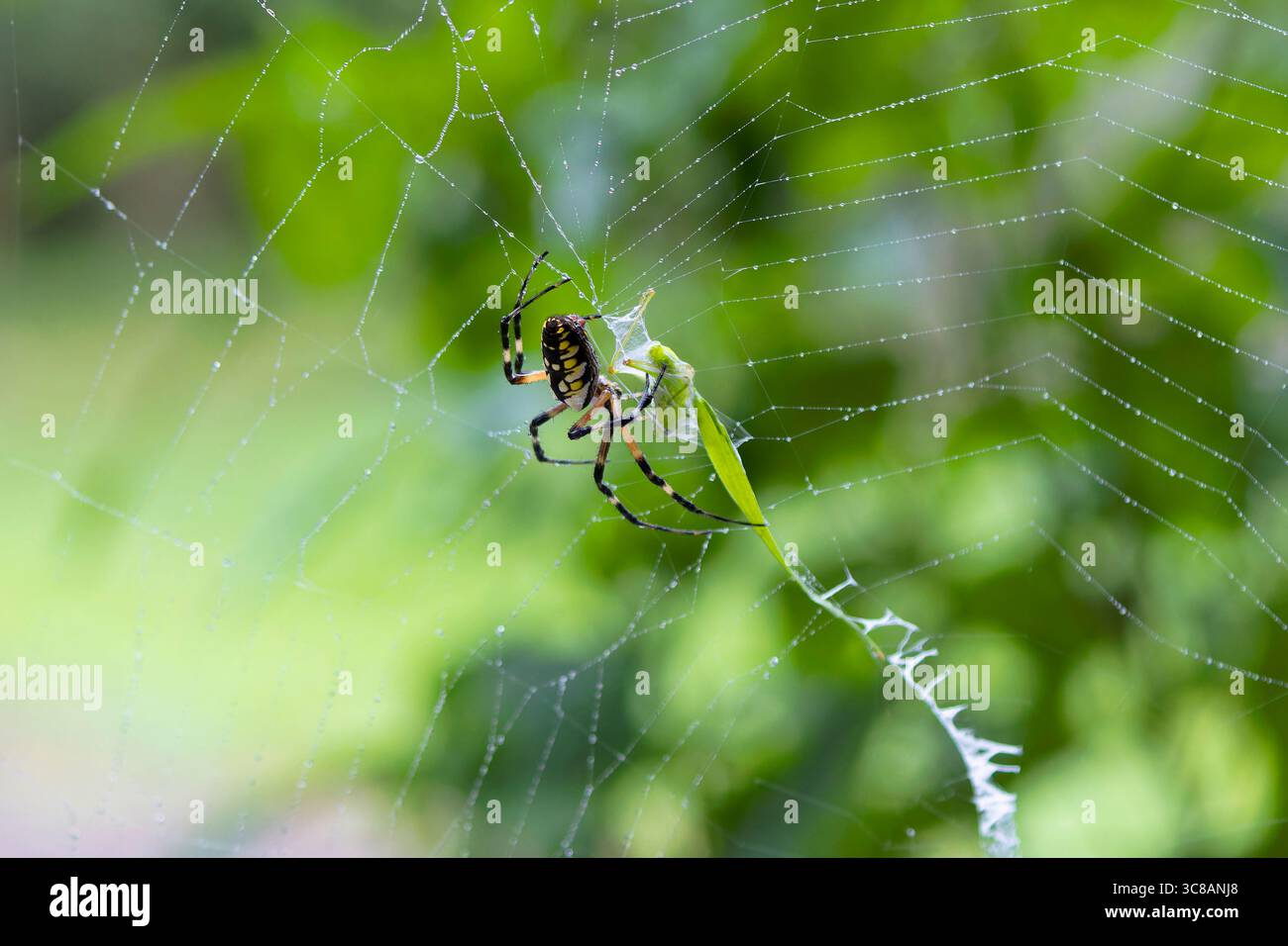 Gelbe Gartenspinne (Argiope aurantia) spinnender Seidenfaden in einer dynamischen Nahaufnahme, die das Verhalten des Webaufbaus zeigt. Stockfoto
