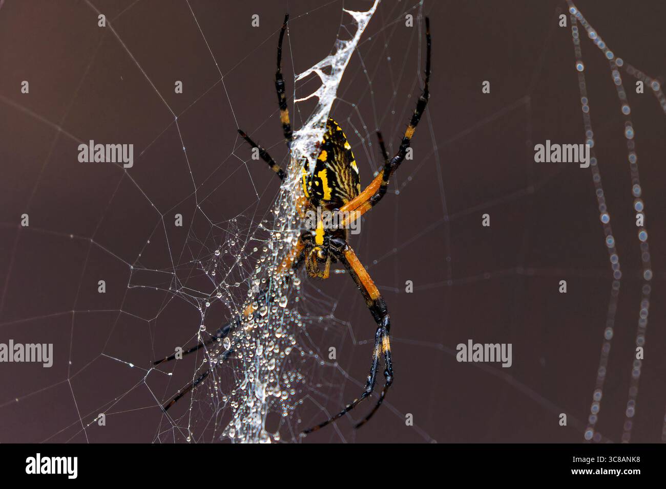 Gelbe Gartenspinne (Argiope aurantia) spinnender Seidenfaden in einer dynamischen Nahaufnahme, die das Verhalten des Webaufbaus zeigt. Stockfoto