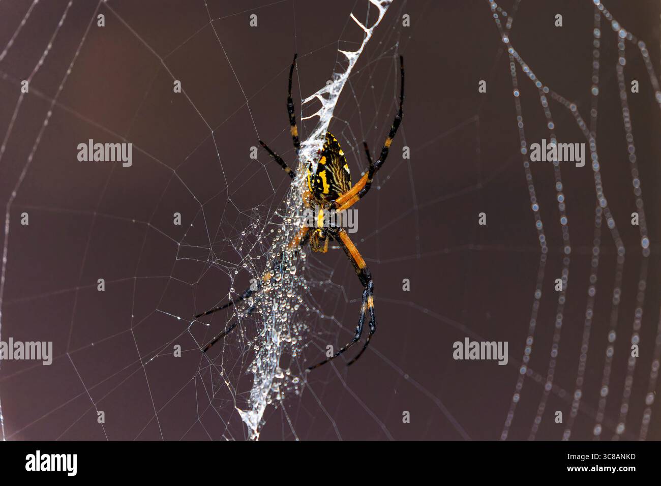 Gelbe Gartenspinne (Argiope aurantia) spinnender Seidenfaden in einer dynamischen Nahaufnahme, die das Verhalten des Webaufbaus zeigt. Stockfoto