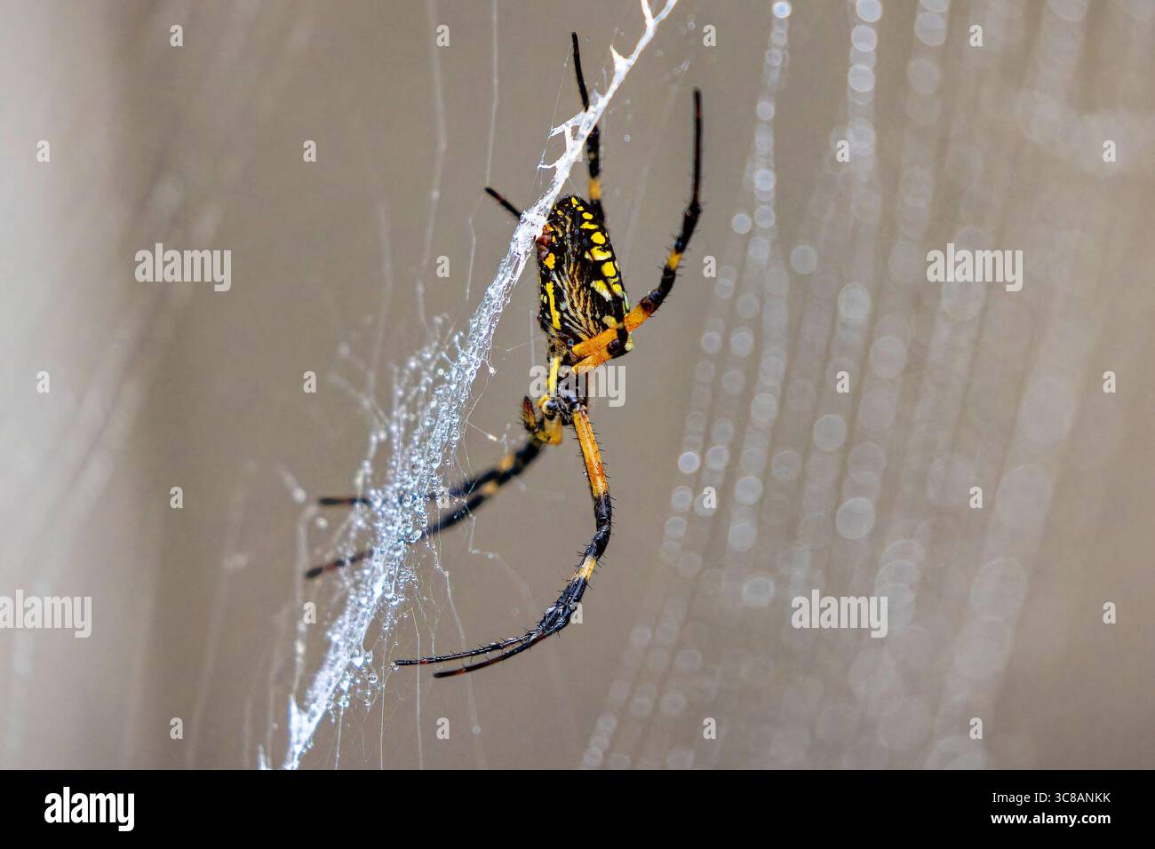 Gelbe Gartenspinne (Argiope aurantia) spinnender Seidenfaden in einer dynamischen Nahaufnahme, die das Verhalten des Webaufbaus zeigt. Stockfoto