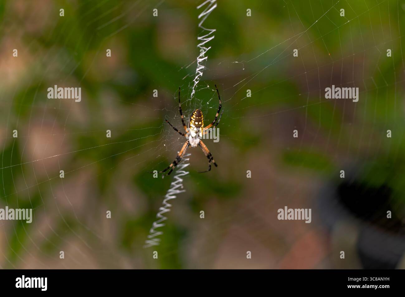 Gelbe Gartenspinne (Argiope aurantia) spinnender Seidenfaden in einer dynamischen Nahaufnahme, die das Verhalten des Webaufbaus zeigt. Stockfoto