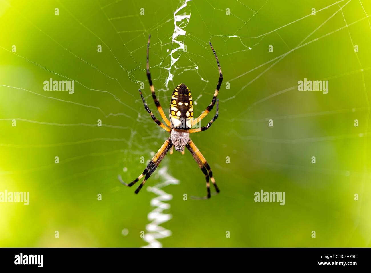 Gelbe Gartenspinne (Argiope aurantia) spinnender Seidenfaden in einer dynamischen Nahaufnahme, die das Verhalten des Webaufbaus zeigt. Stockfoto