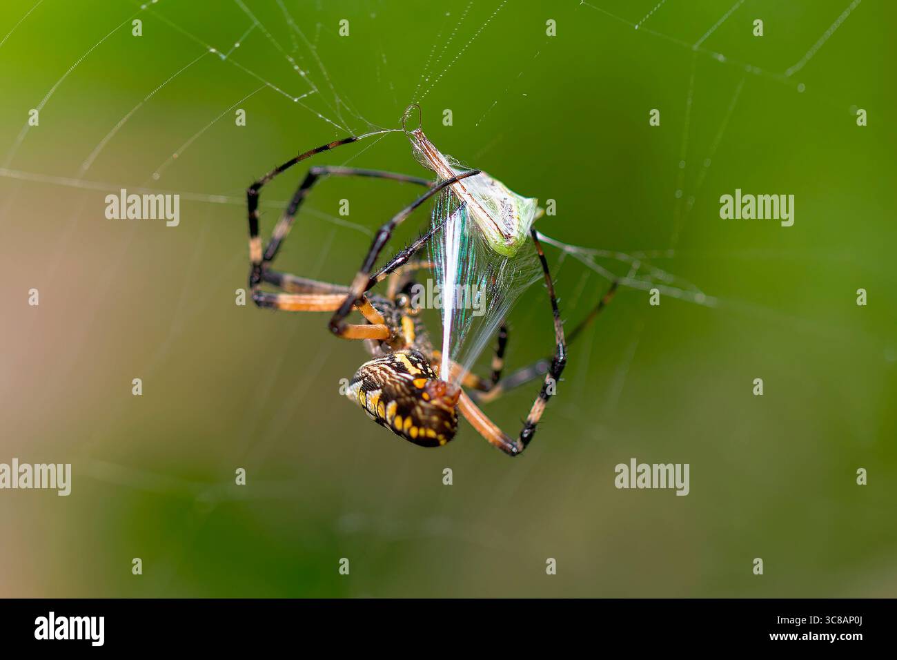 Gelbe Gartenspinne (Argiope aurantia) spinnender Seidenfaden in einer dynamischen Nahaufnahme, die das Verhalten des Webaufbaus zeigt. Stockfoto