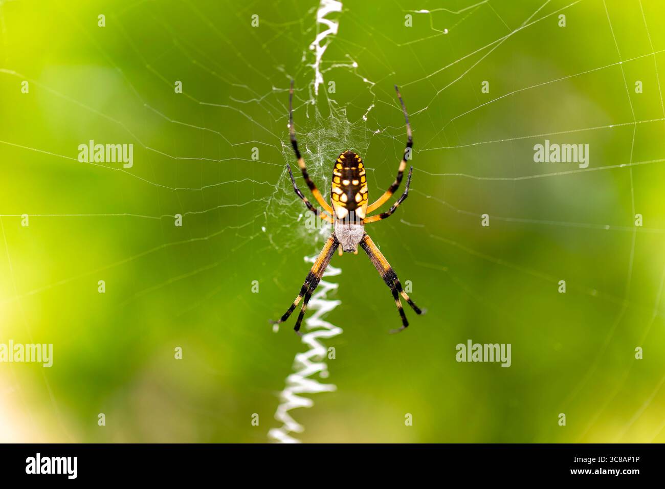 Gelbe Gartenspinne (Argiope aurantia) spinnender Seidenfaden in einer dynamischen Nahaufnahme, die das Verhalten des Webaufbaus zeigt. Stockfoto