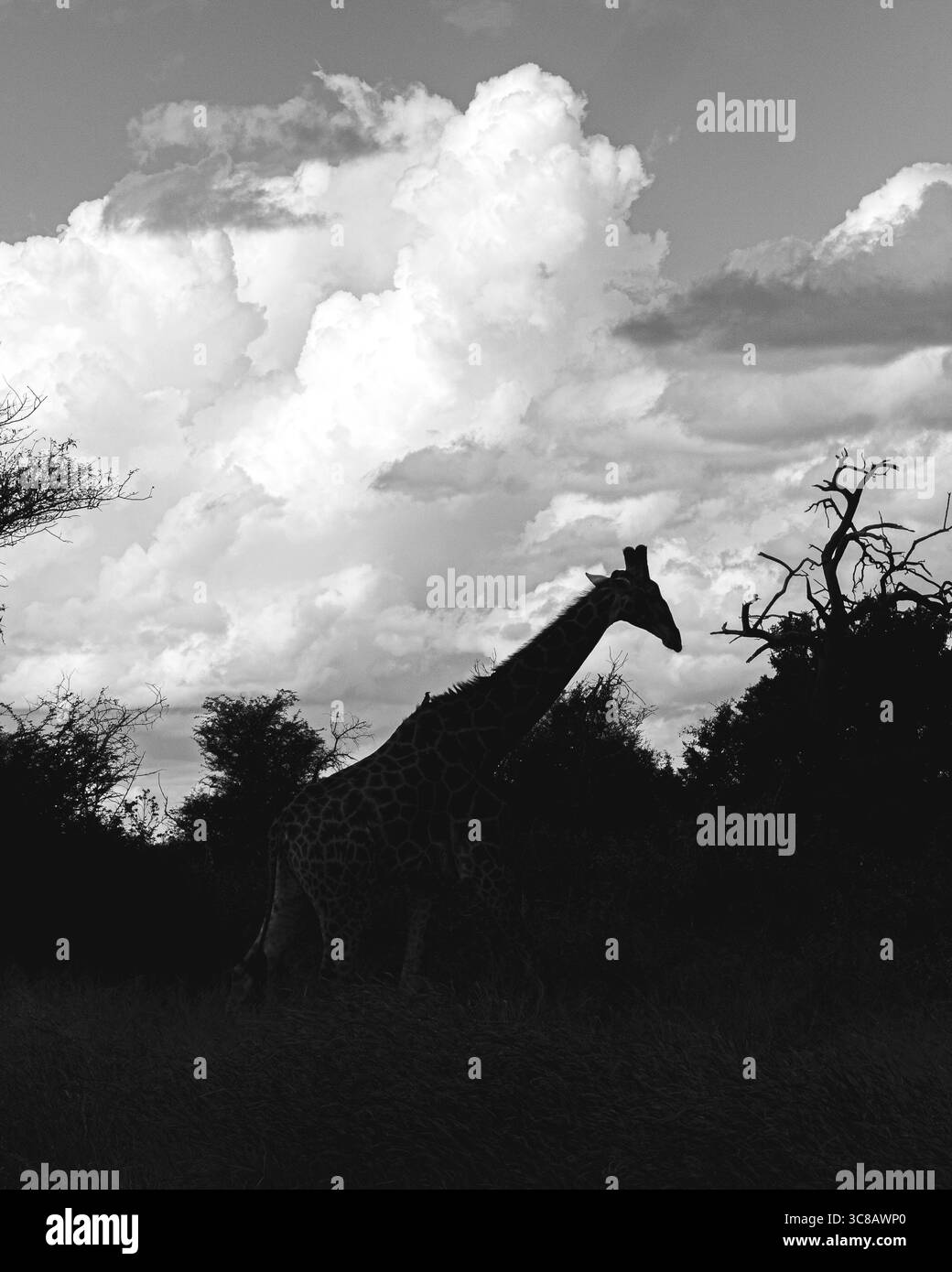 Wie groß kann eine Giraffe sein? Wir haben gerade im Kruger Park in Südafrika erfahren, dass wir die Safari machen Stockfoto