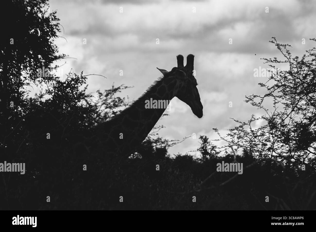 Wie groß kann eine Giraffe sein? Wir haben gerade im Kruger Park in Südafrika erfahren, dass wir die Safari machen Stockfoto
