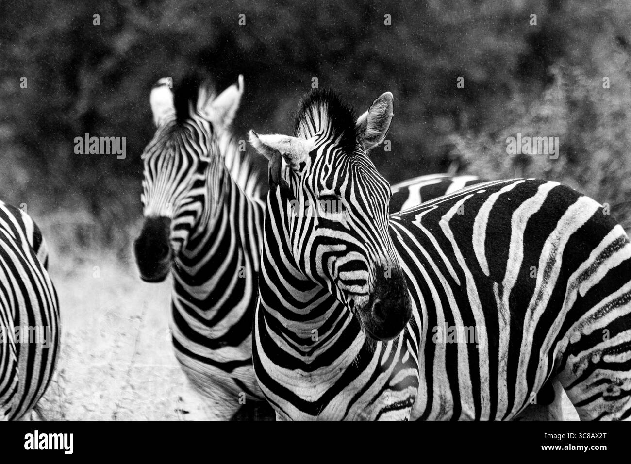 Zebra ist eines der coolsten Tiere auf der Kruger Safari in Südafrika Stockfoto