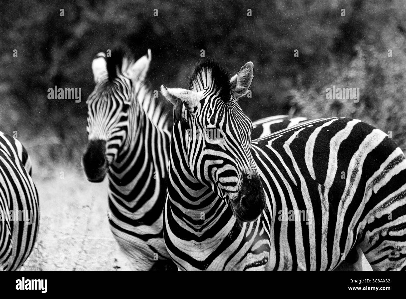 Zebra ist eines der coolsten Tiere auf der Kruger Safari in Südafrika Stockfoto