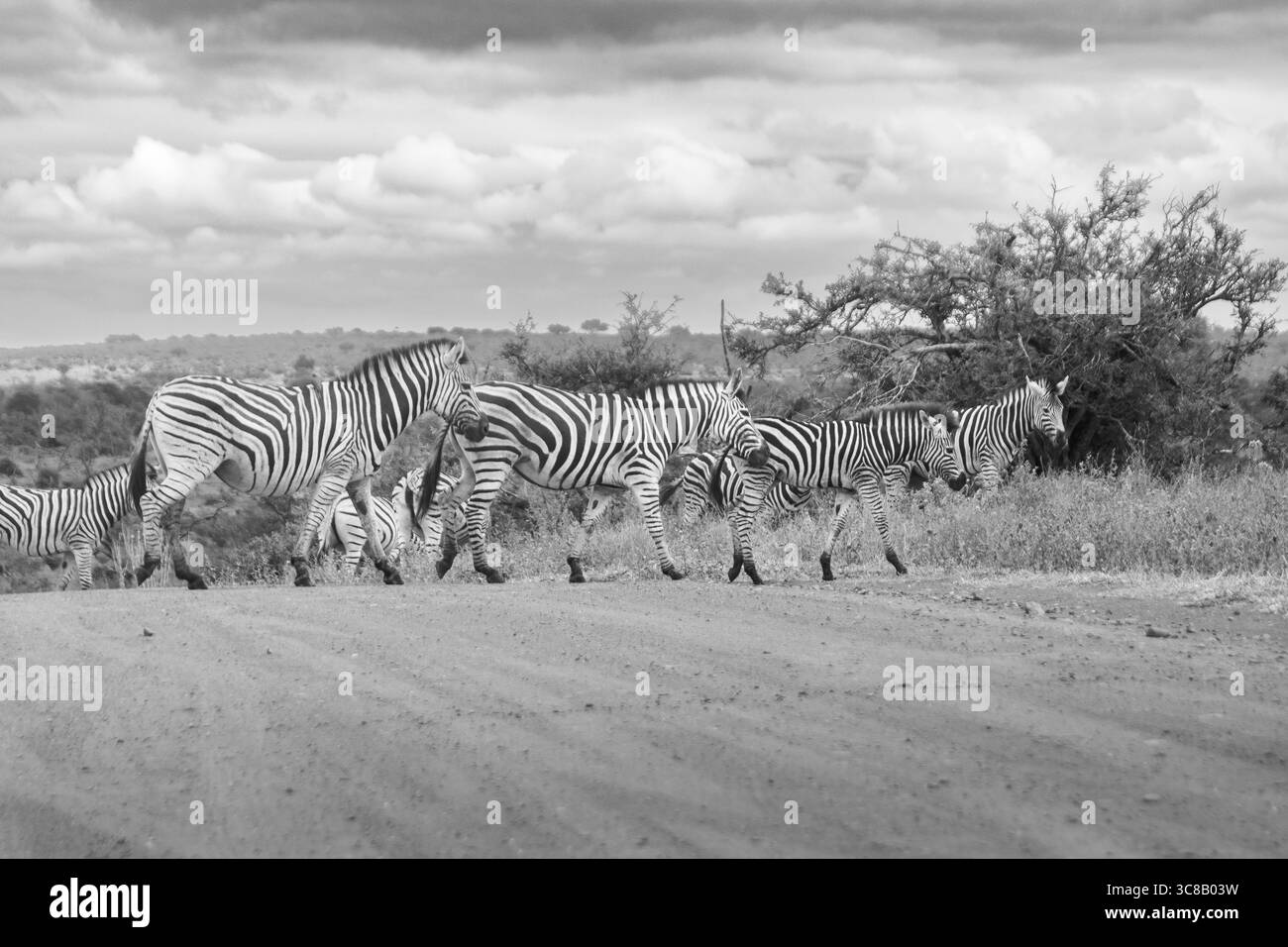 Zebra ist eines der coolsten Tiere auf der Kruger Safari in Südafrika Stockfoto