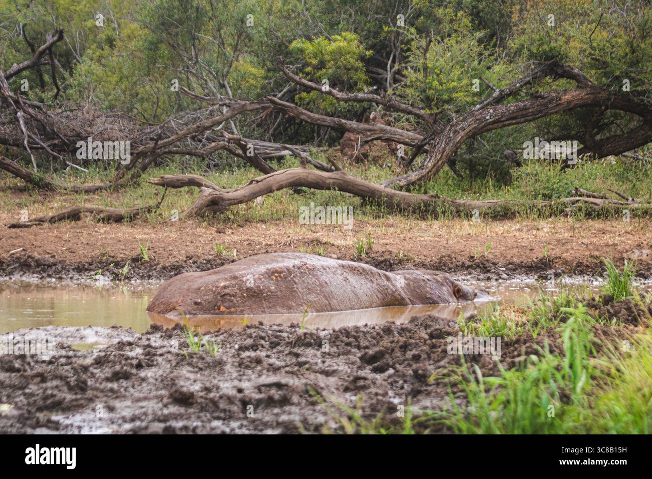 So gefährlich wie schön, die Flusspferde sind unglaublich, im oder aus dem Wasser zu beobachten Stockfoto