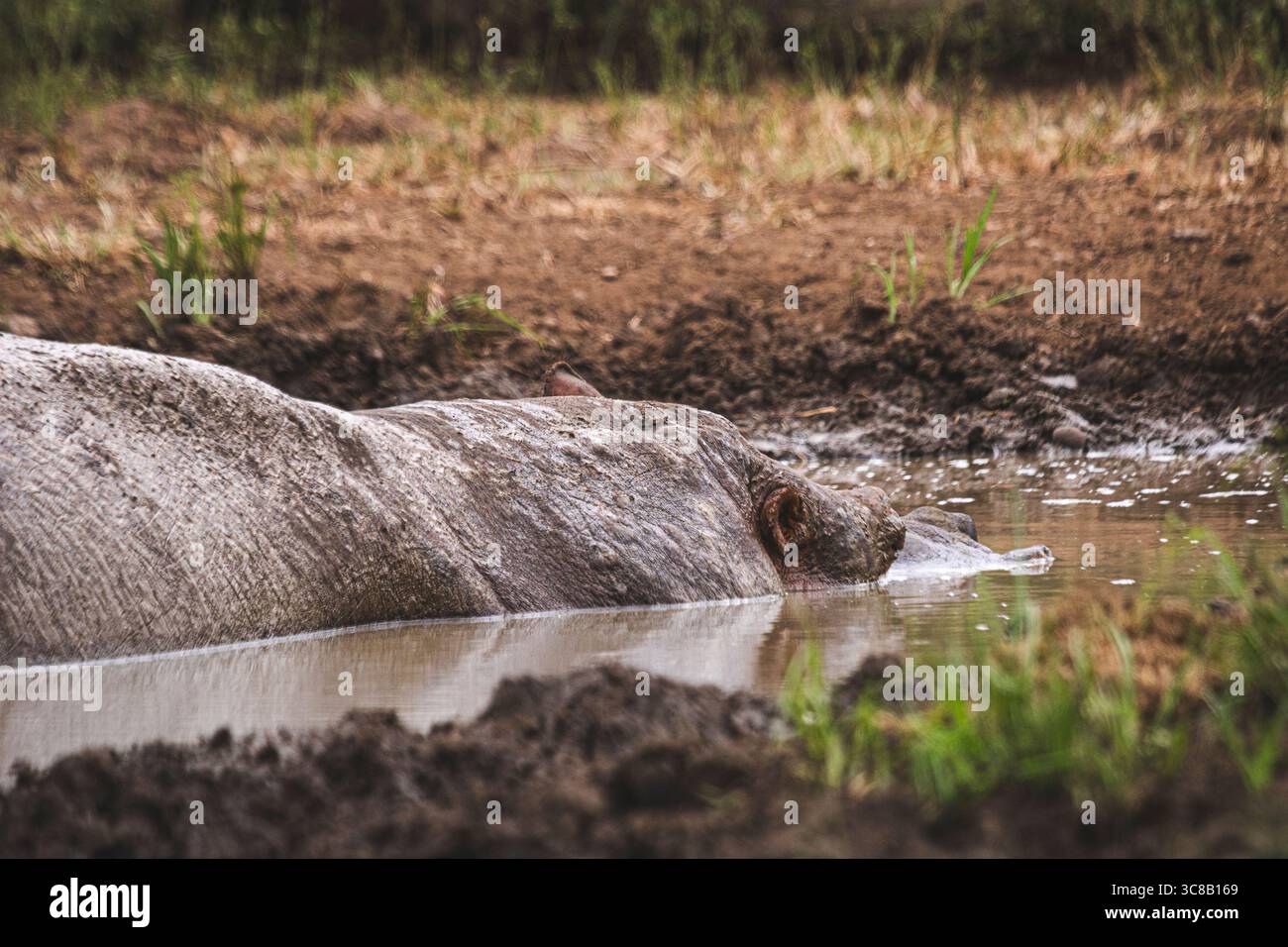 So gefährlich wie schön, die Flusspferde sind unglaublich, im oder aus dem Wasser zu beobachten Stockfoto