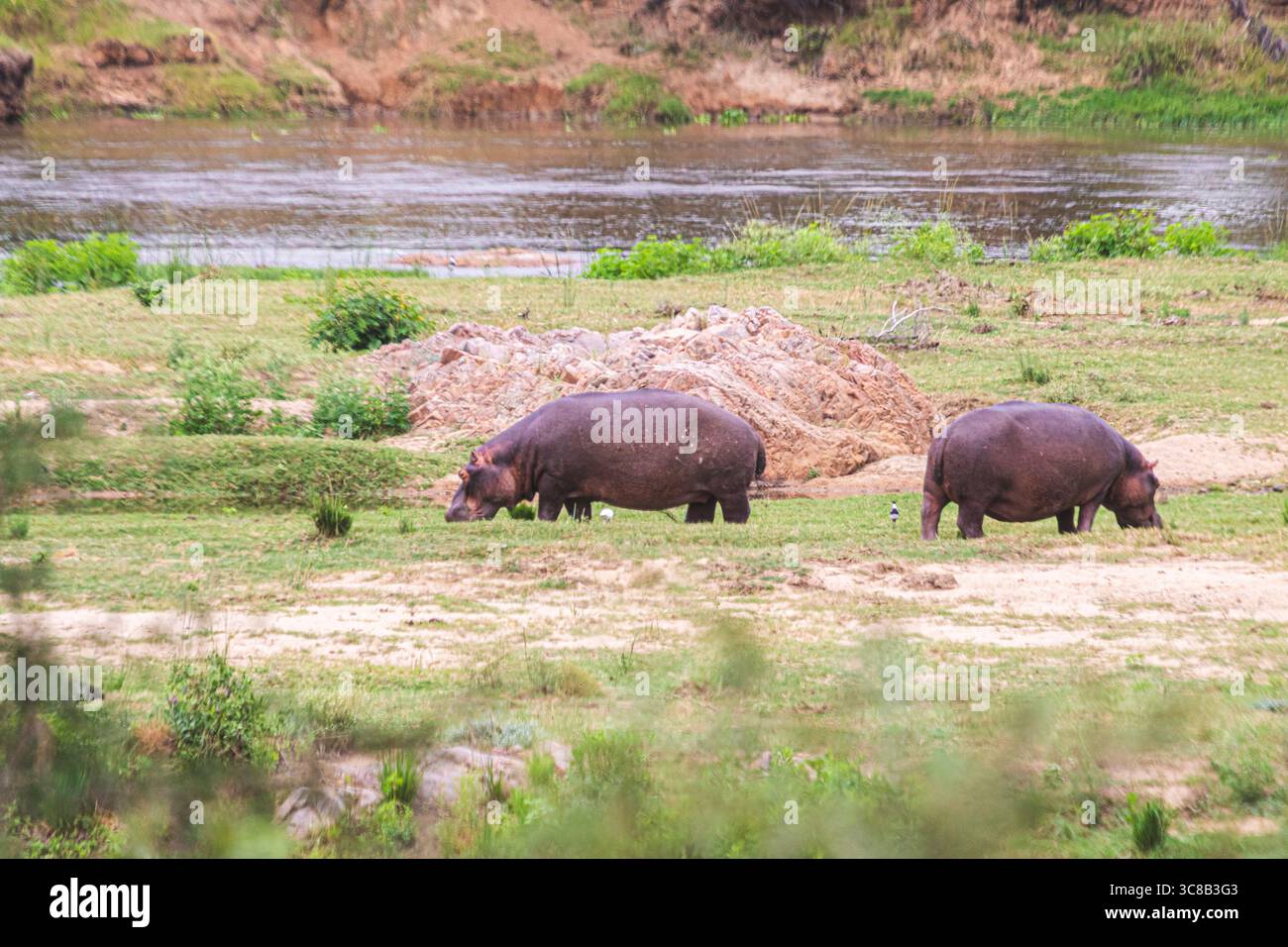 So gefährlich wie schön, die Flusspferde sind unglaublich, im oder aus dem Wasser zu beobachten Stockfoto