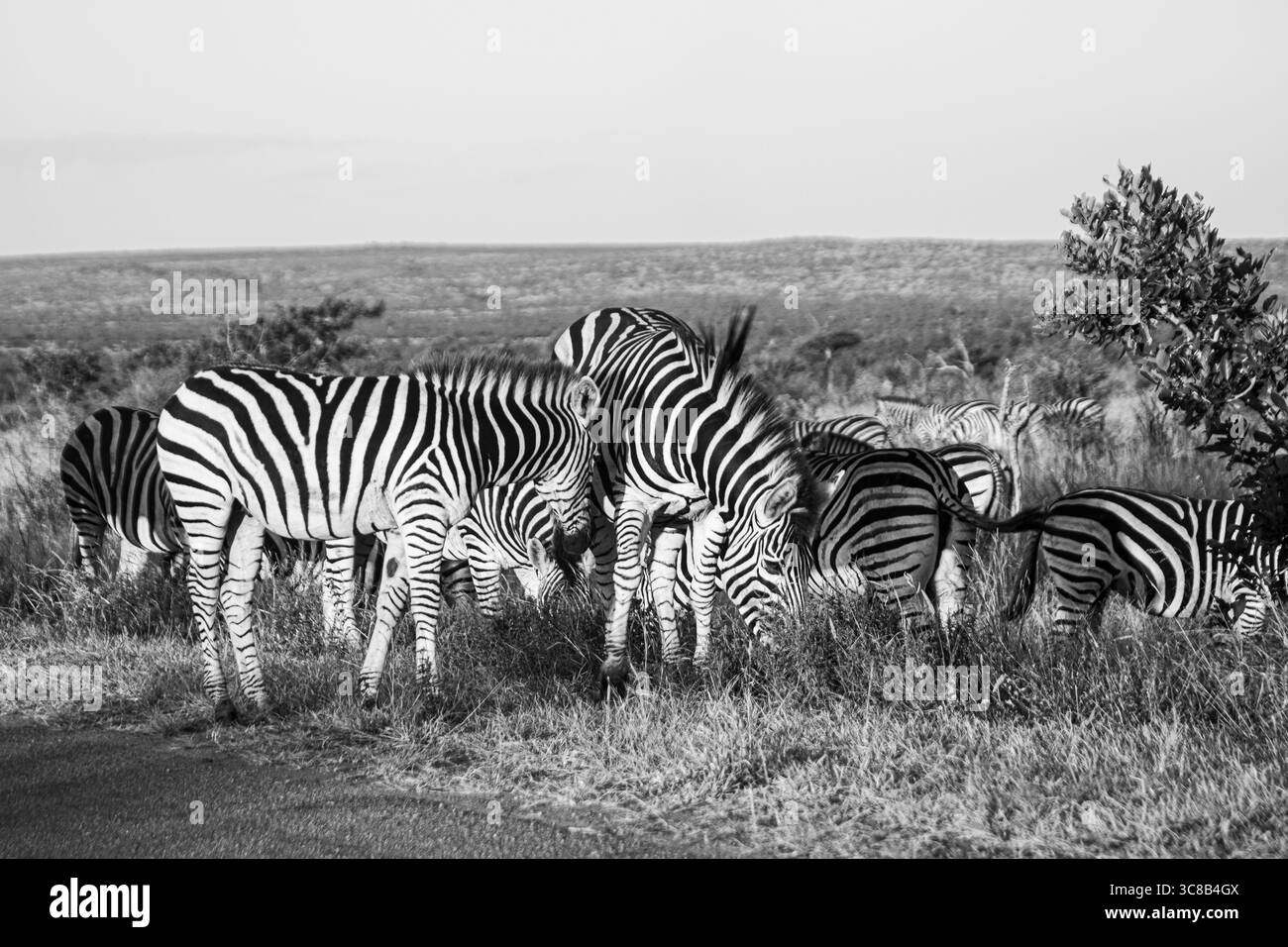 Zebra ist eines der coolsten Tiere auf der Kruger Safari in Südafrika Stockfoto
