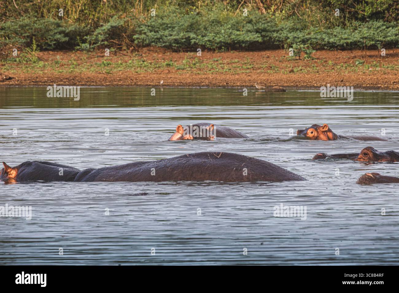 So gefährlich wie schön, die Flusspferde sind unglaublich, im oder aus dem Wasser zu beobachten Stockfoto