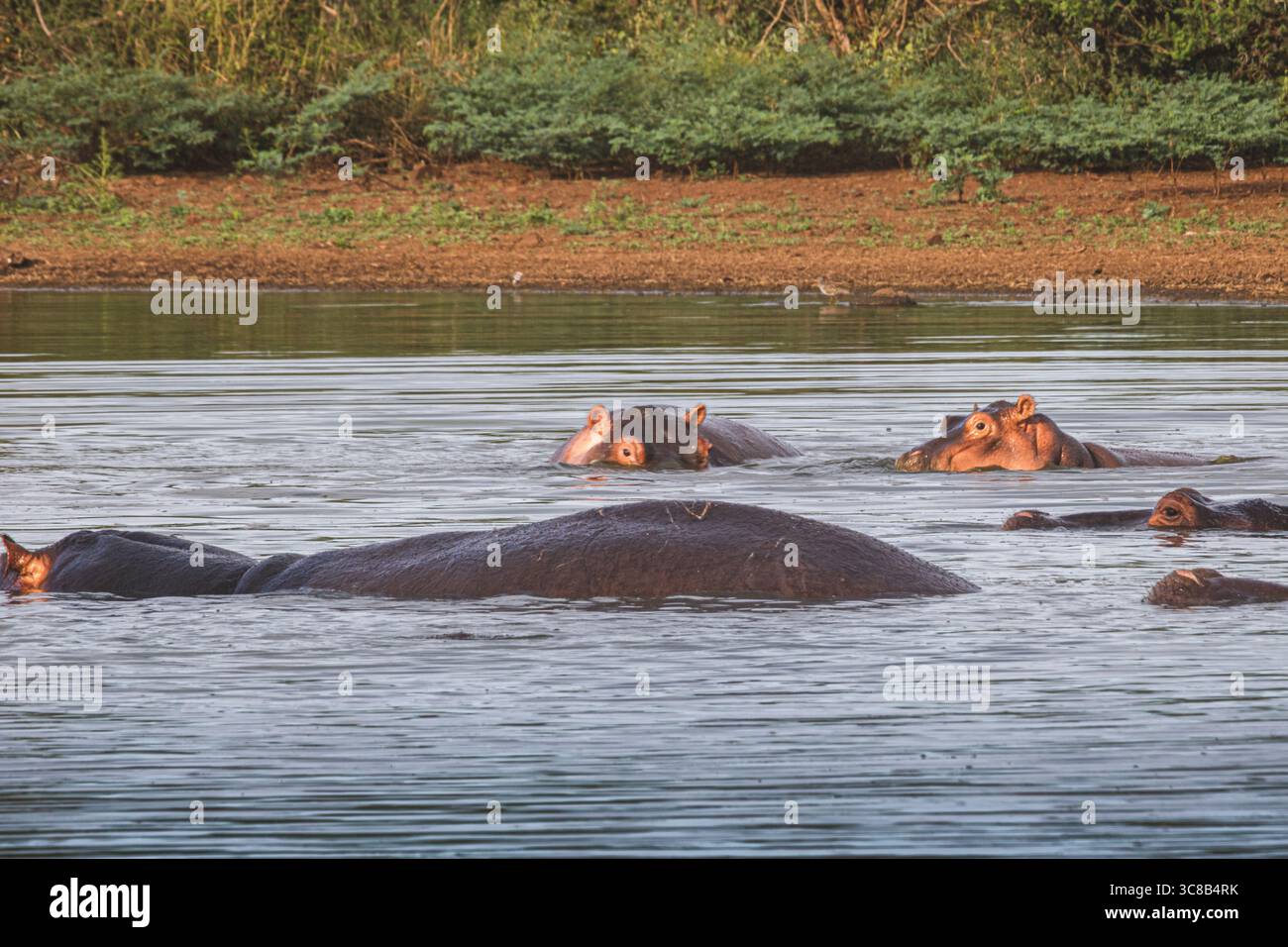 So gefährlich wie schön, die Flusspferde sind unglaublich, im oder aus dem Wasser zu beobachten Stockfoto
