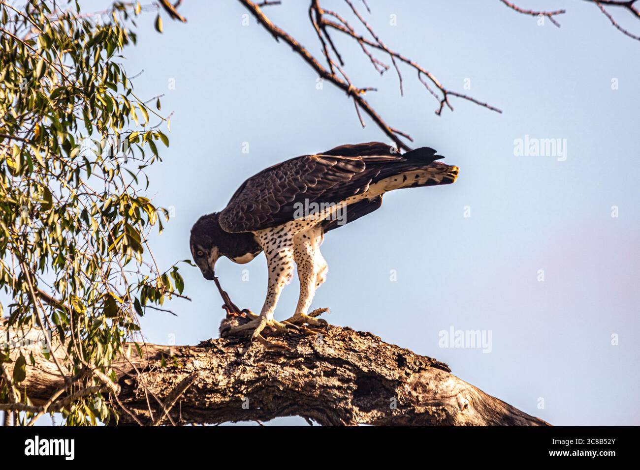 Ein Adler im Kruger-Nationalpark, Südafrika Stockfoto