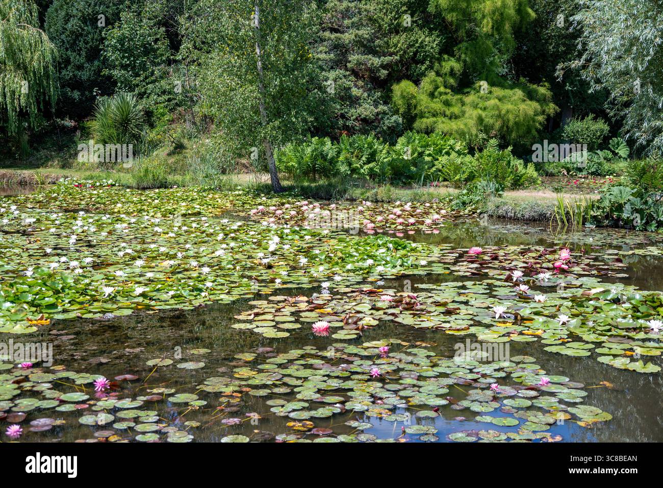 Show Pond, Bennett's Water Gardens, Weymouth, Dorset, England Stockfoto