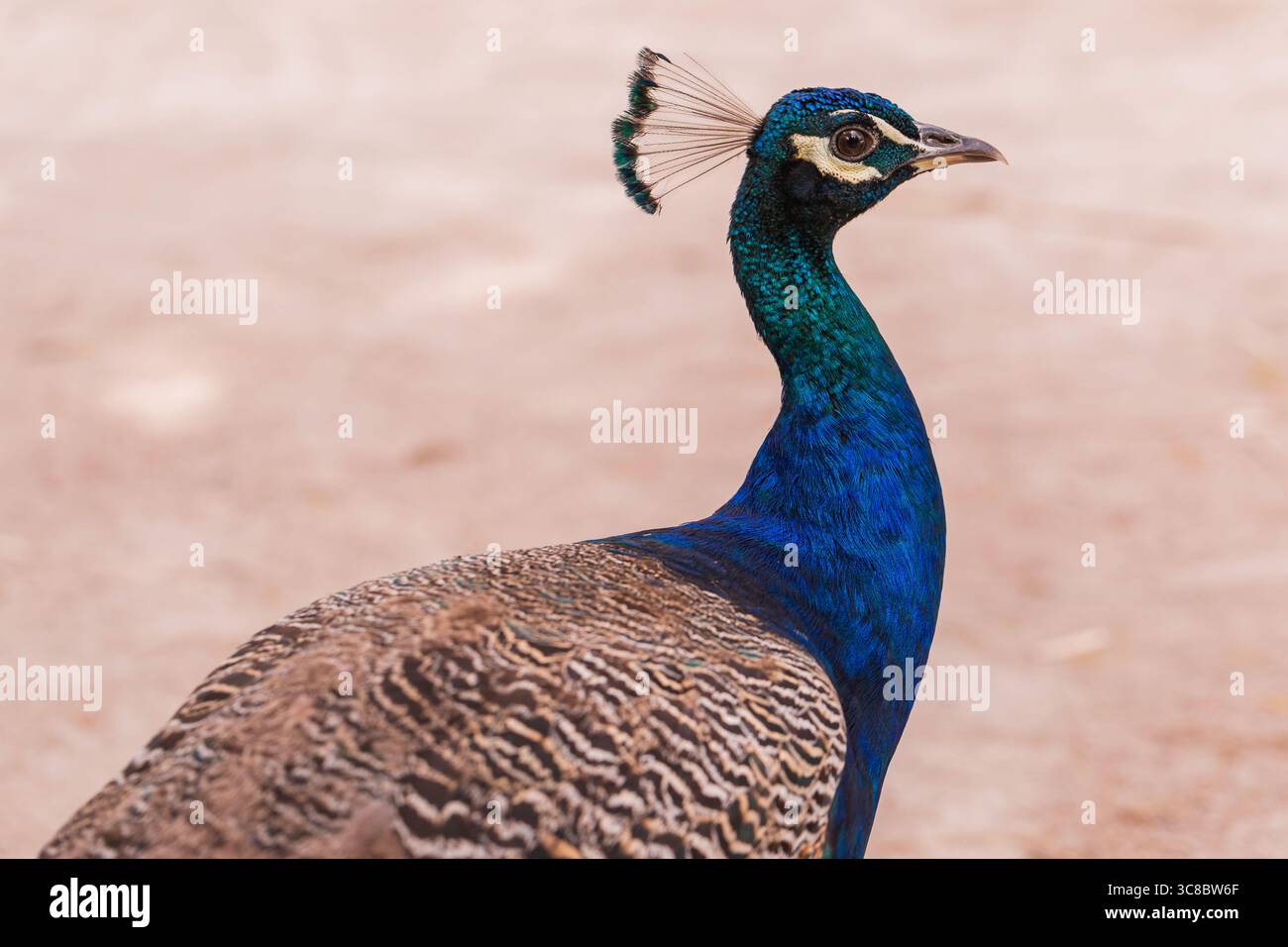 Nahaufnahme eines blauen indischen Pfauens mit Kronwappen, ideal für Tierfotos, Vogelfotografie und Naturprojekte Stockfoto