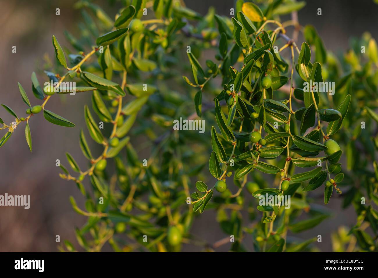 Jujube-Baum mit grünen, unreifen Früchten und glänzenden Blättern im warmen Sonnenlicht, Nahaufnahme des Ziziphus Jujuba-Zweigs in einer natürlichen Umgebung im Freien. Stockfoto
