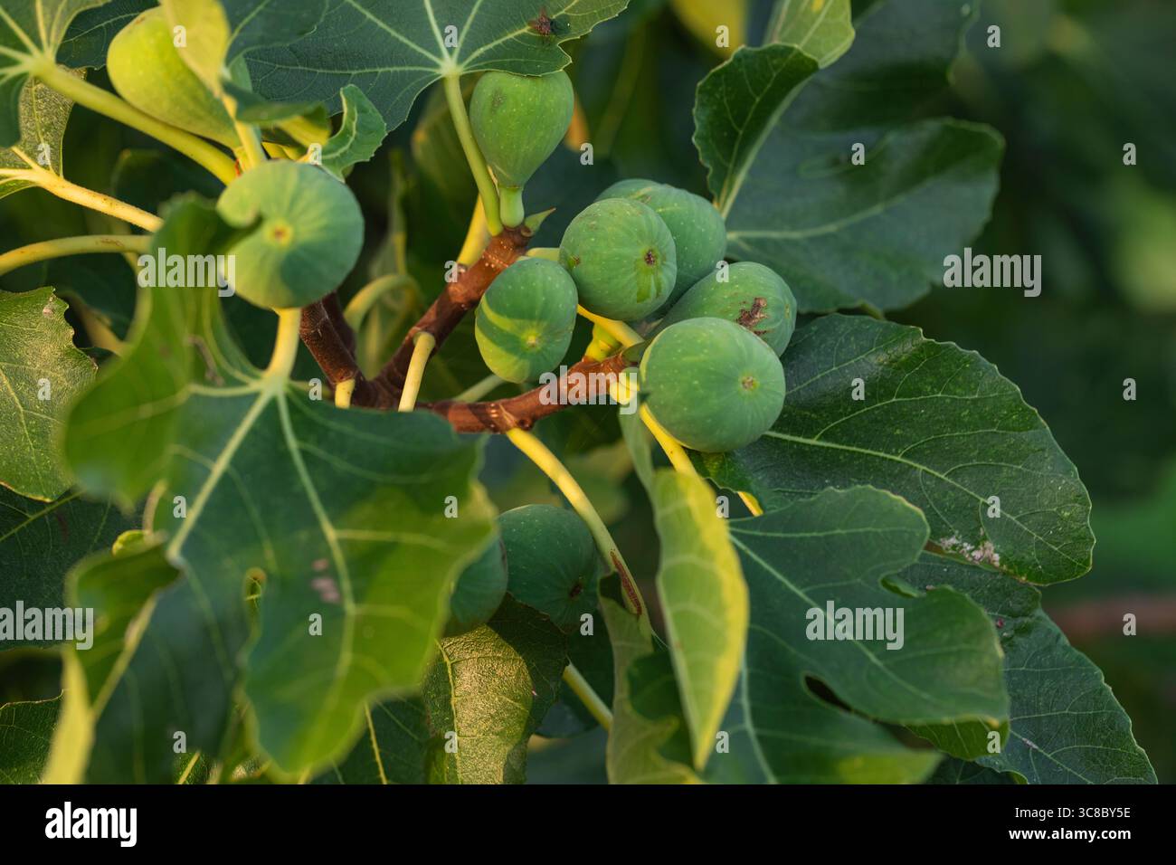 Nahaufnahme grüner unreifer Feigen auf einem Feigenbaum mit großen Blättern im Sonnenlicht, Makrobild von Ficus carica, das unter natürlichen Bedingungen im Freien wächst. Stockfoto