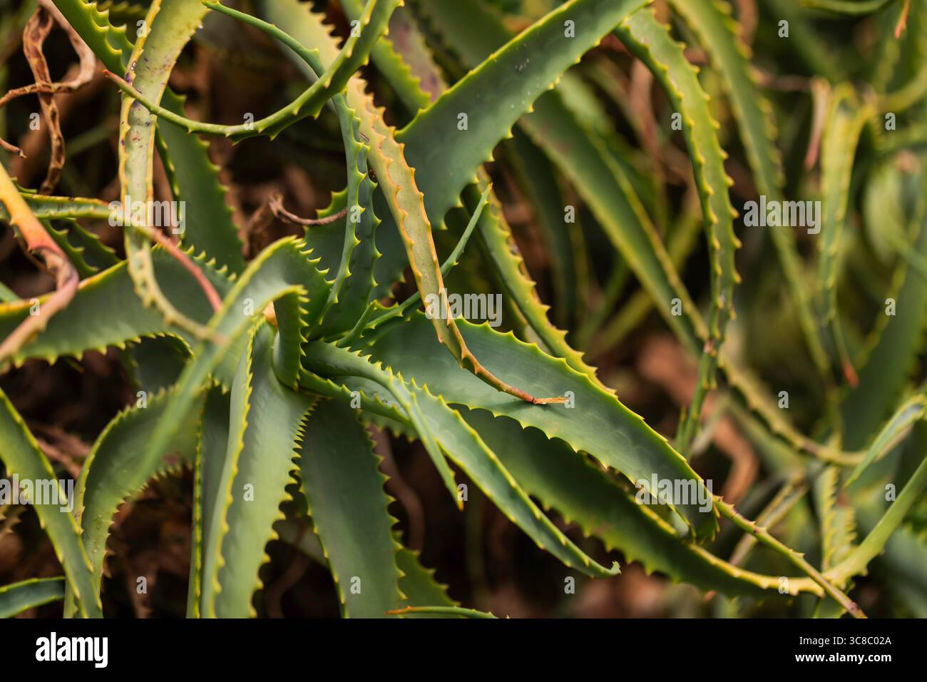 Makroaufnahme von Aloe Vera Pflanze mit strukturierten, spitzen grünen Blättern, perfektes Naturbild für biologische Hautpflege, Wellness oder pflanzliche Heilmittel. Stockfoto