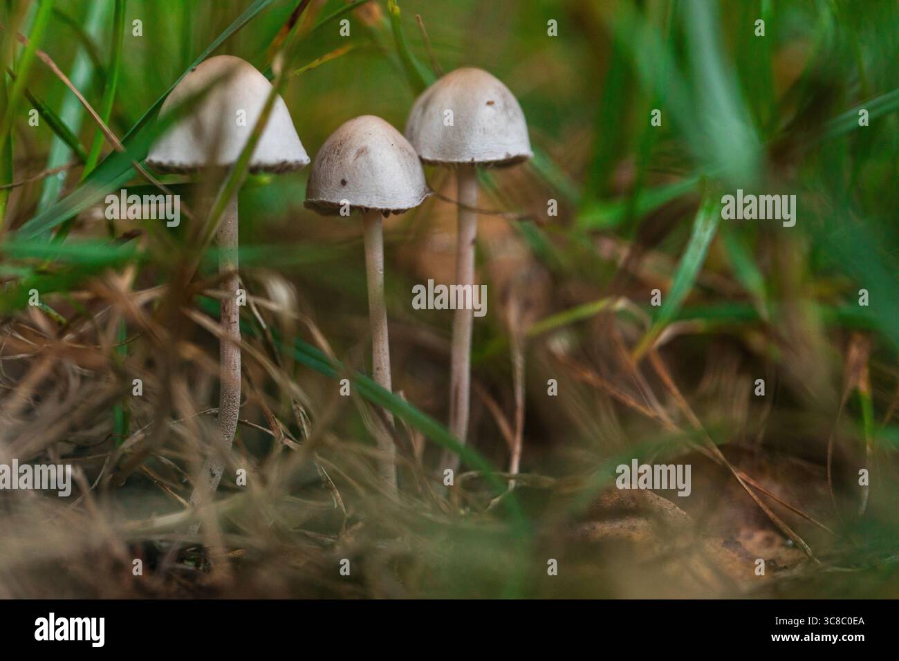 Drei wilde Pilze mit dünnen Stämmen und hellen Kappen, die im Gras wachsen, Makrowaldboden, perfekt für Pilze, Ökologie und Naturkonzepte im Herbst Stockfoto