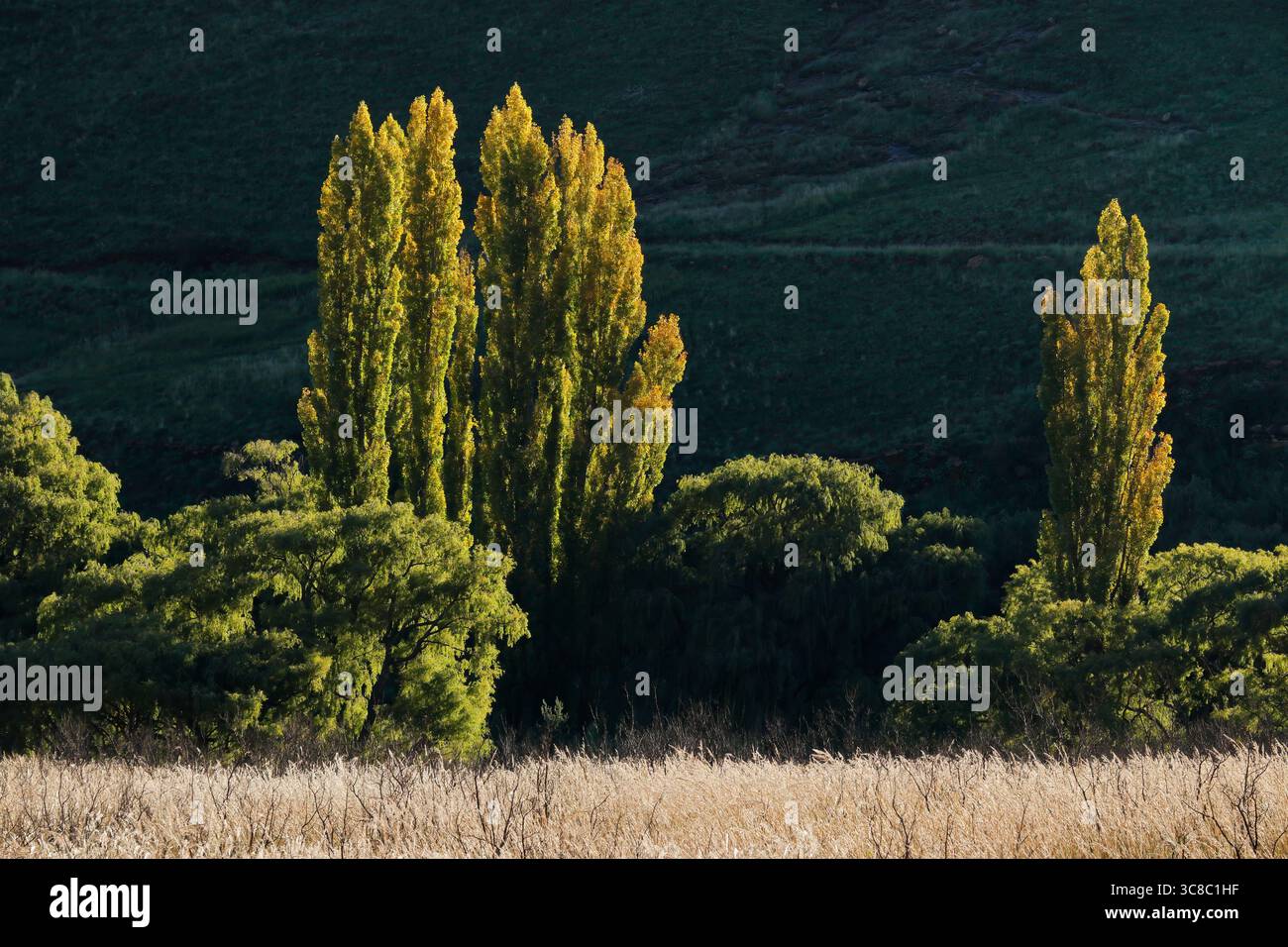 Pappelbäume am späten Nachmittag im Herbst, Golden Gate National Park, Südafrika Stockfoto