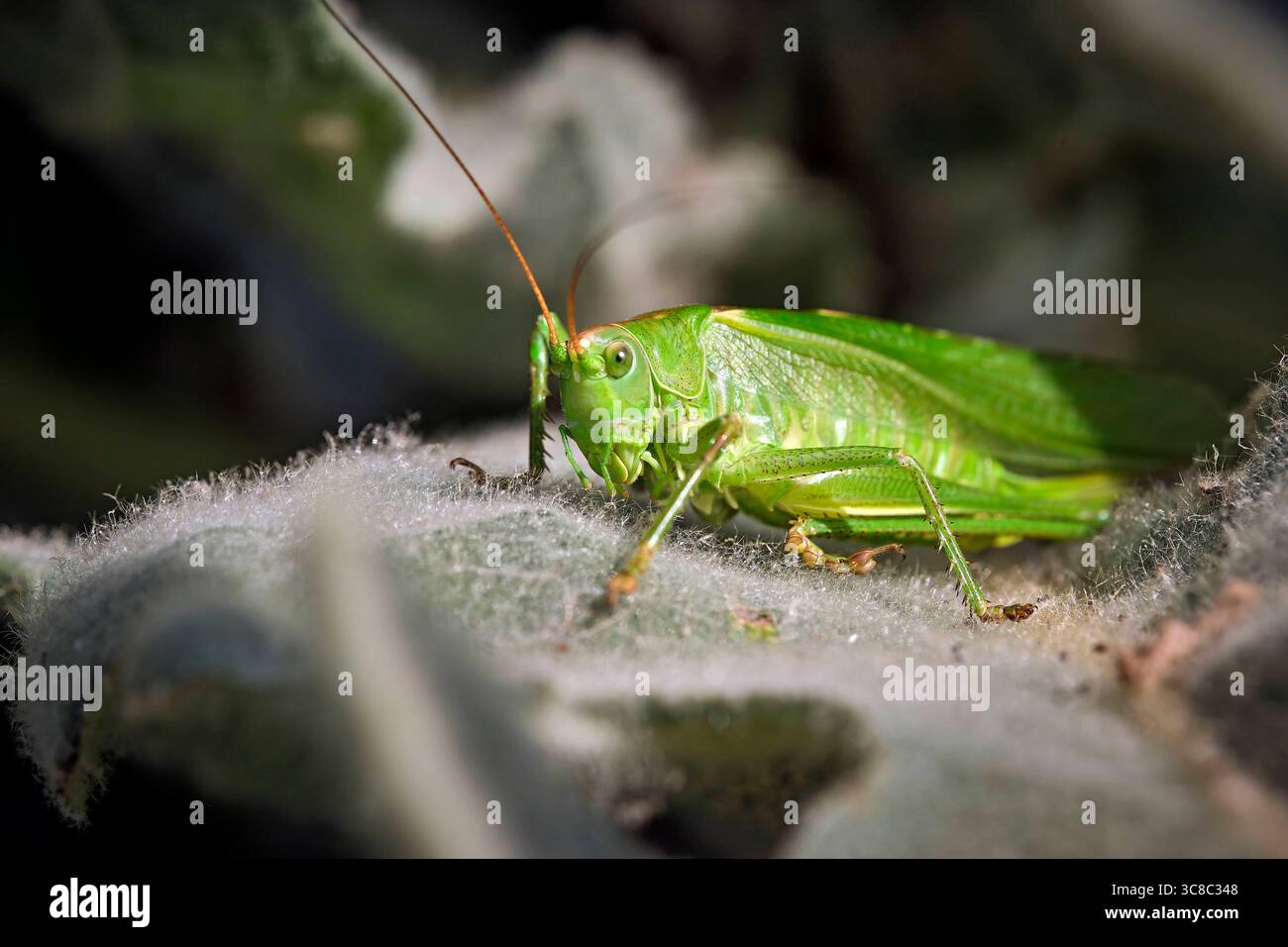 Grünes Heupferd Tettigonia viridissima. Grünes Heupferd Tettigonia viridissima. 20250717MIC0270 *** Grüner Heuerzeuger Tettigonia viridissima Grüner Heuerzeuger Tettigonia viridissima 20250717MIC0270 Stockfoto