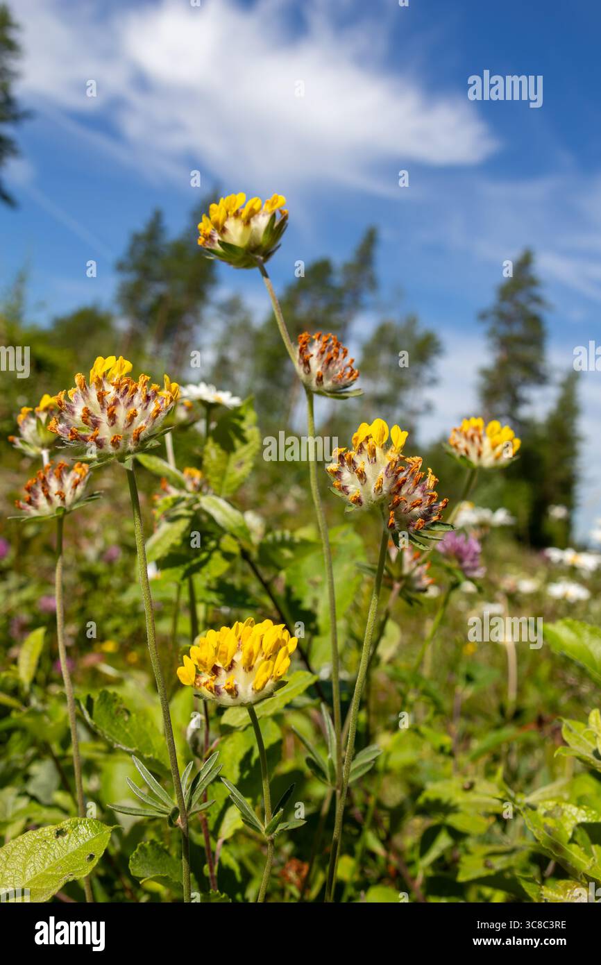 Nierenwecke (Anthyllis Vulneraria) blüht auf trockenem Grasland – gelbe Blütenköpfe in charakteristischer Form, gefangen in natürlichem Licht. Stockfoto