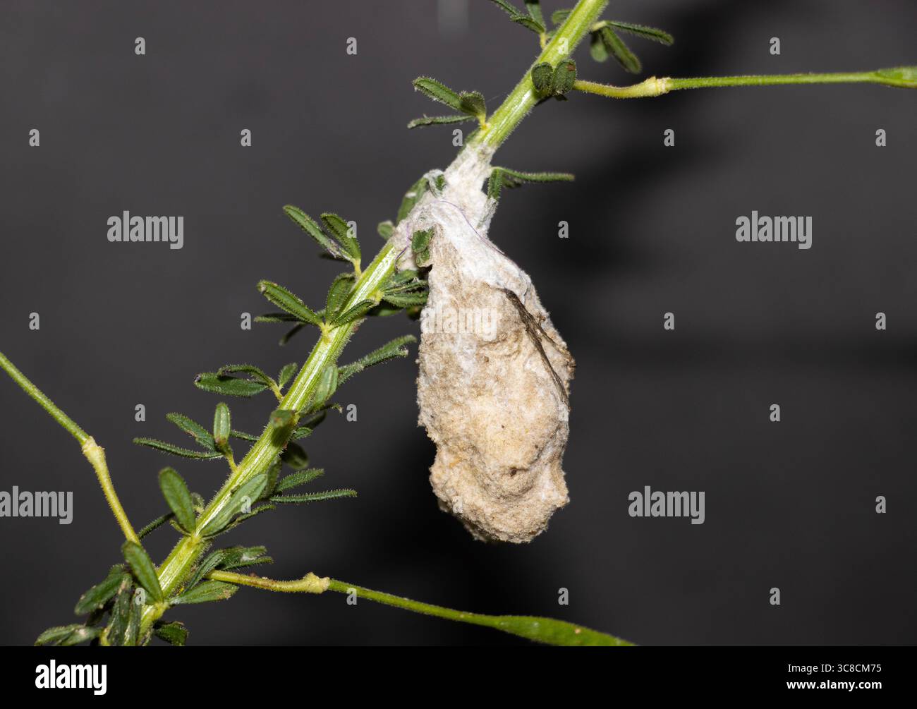 Karderbienen bauen ein Nest aus weichen Pflanzenfasern. Sie sind Einzelbienen und das Nest ist mehrzellig Stockfoto