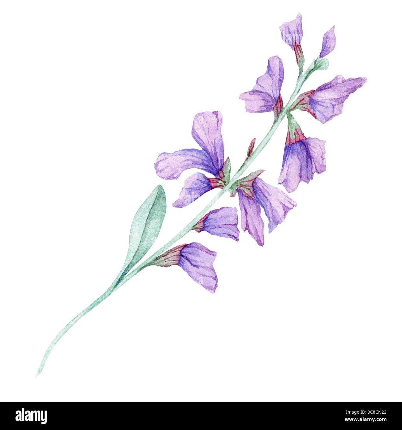 Vertikaler Salbeistiel mit lavendelvioletten Blüten und grünem Laub im Aquarellstil. Hervorragend geeignet für Kräuterdrucke, kosmetische Markenzeichen, Seifenetiketten und umweltfreundliche Verpackungen Stockfoto