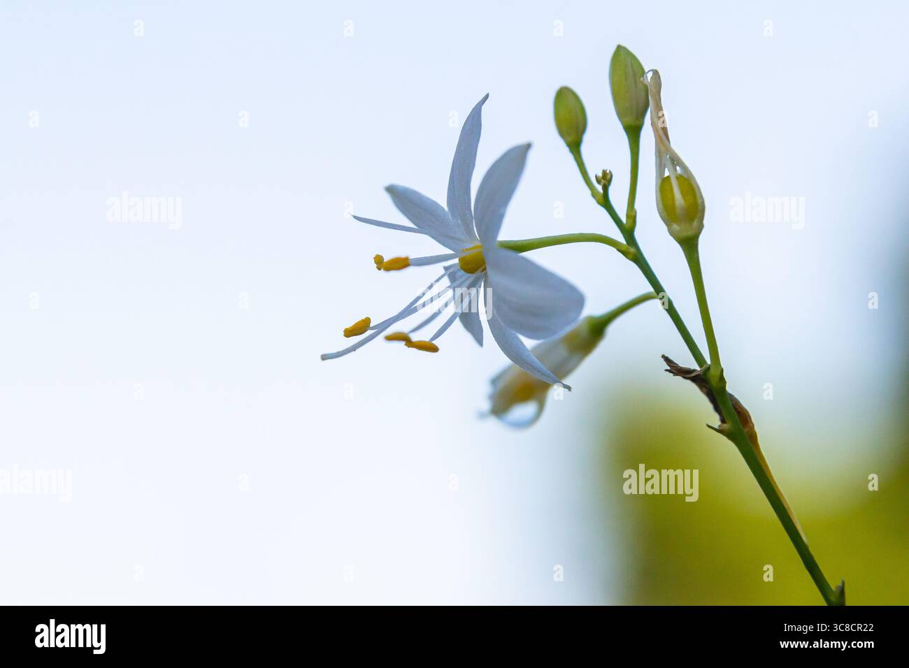 Zerbrechliche weiße und gelbe Blüten von Anthericum ramosum, sternförmig, wachsen auf einer Wiese in wilder Wildnis, verschwommener grüner Hintergrund, warme Farben, helles an Stockfoto