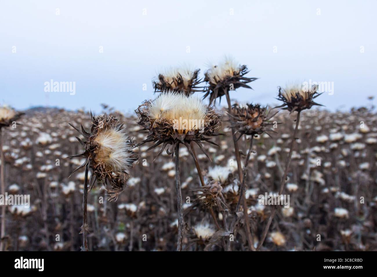 Mariendistel Samenkopf - lateinischer Name - Silybum marianum. Stockfoto