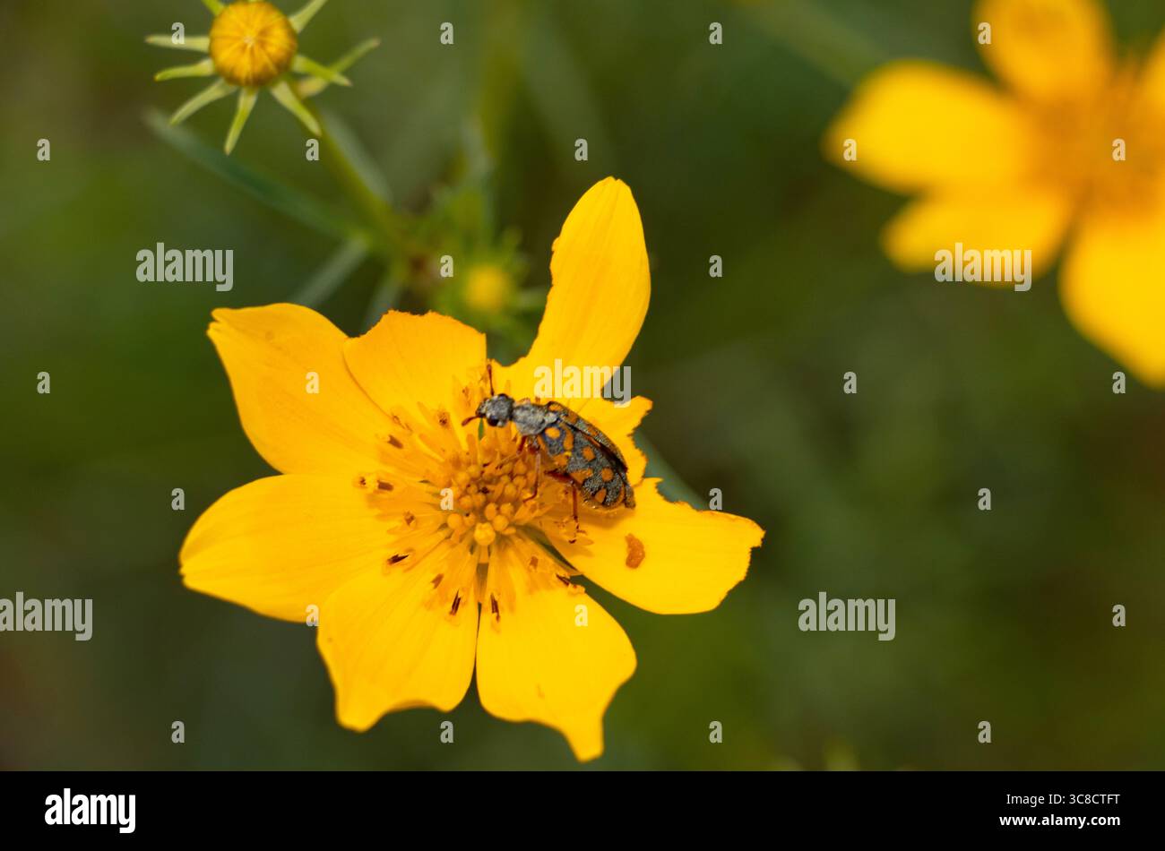 Der Filz-Blister-Käfer ist benannt nach der Bedeckung feiner gräulich-bronzener Haare und ernährt sich von einer Vielzahl von Blüten und ihren Pollen. Stockfoto