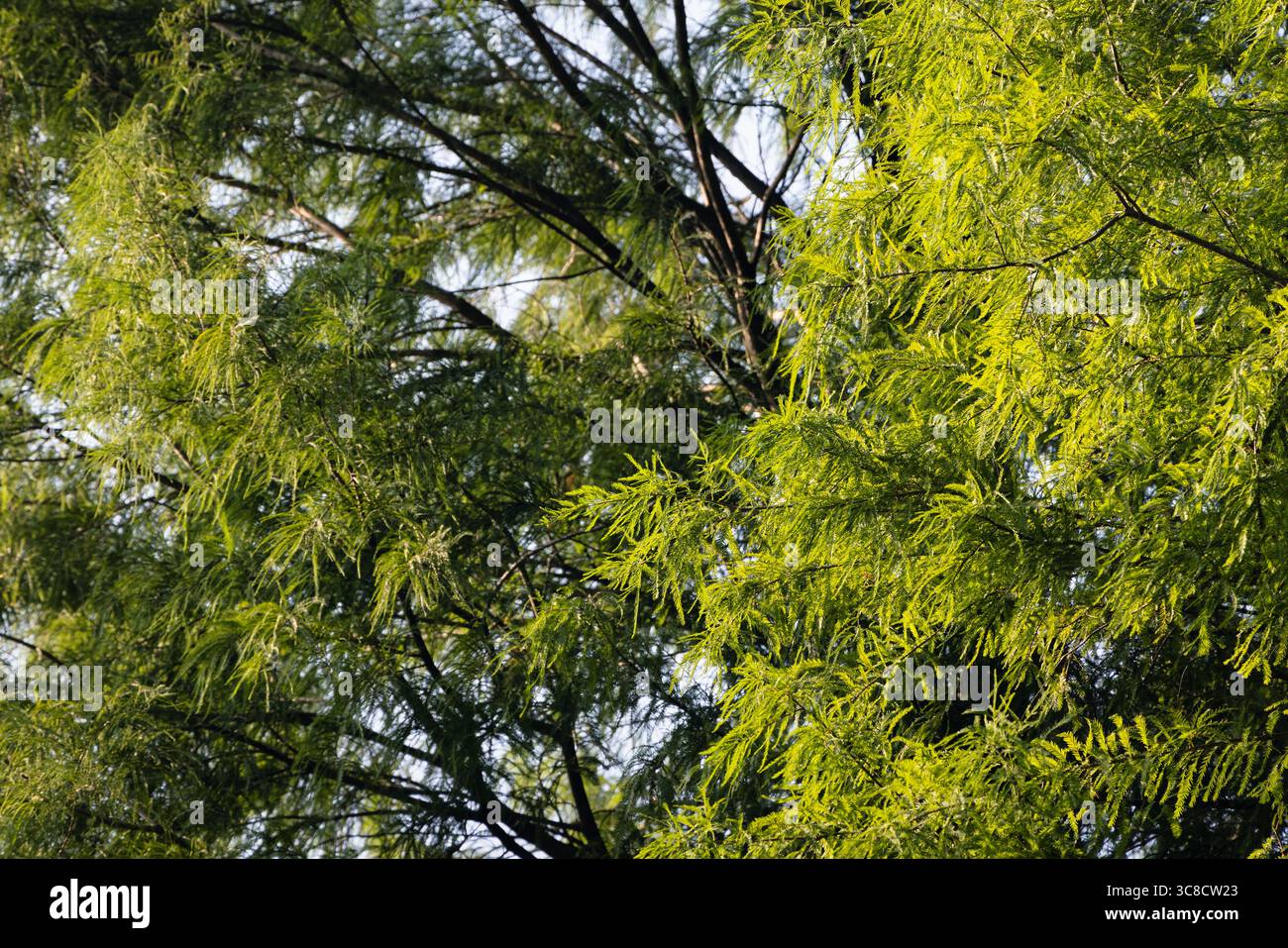 Gras und Wildblumen entlang eines malerischen Naturpfads Stockfoto