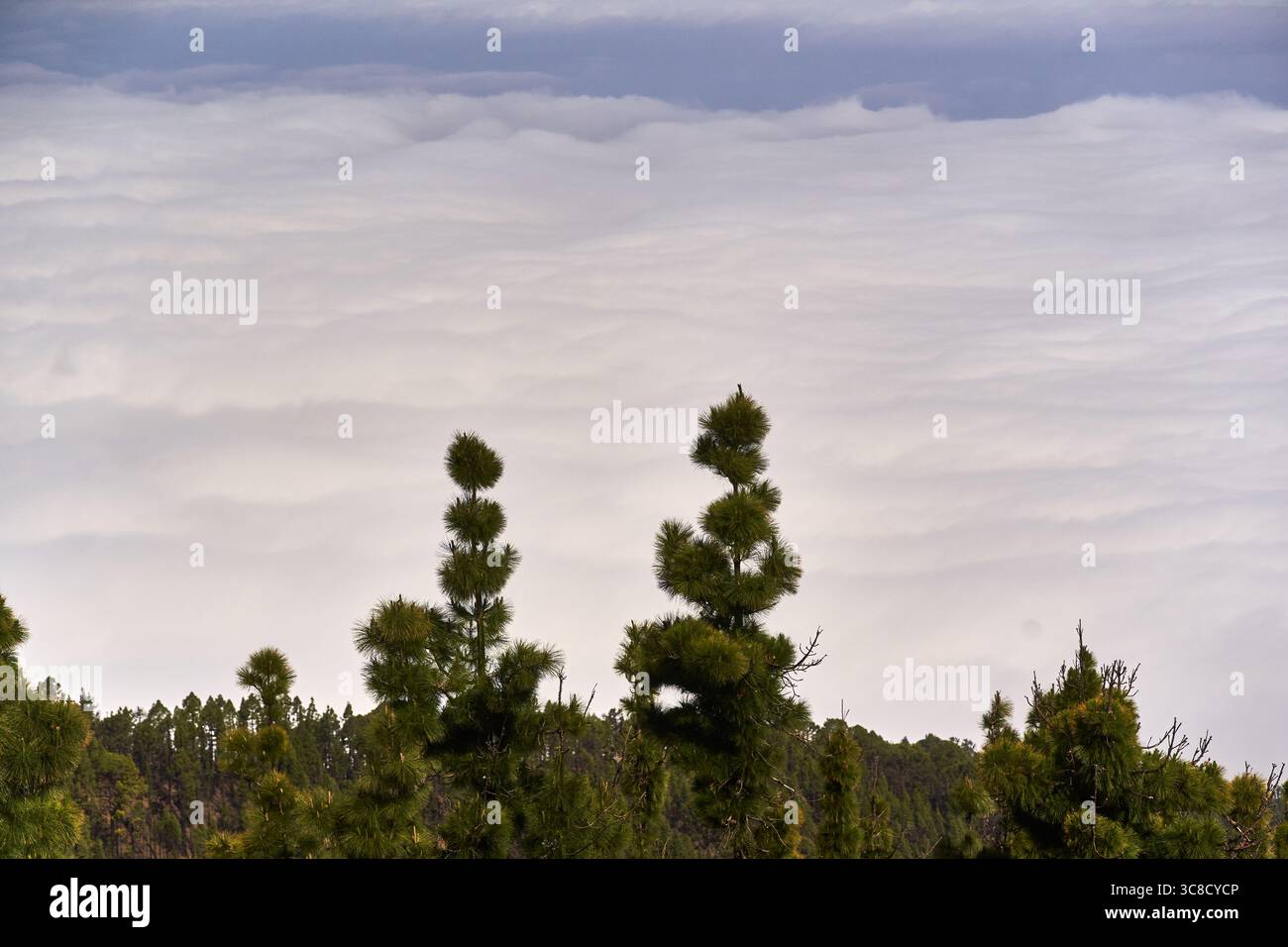 Kanarische Kiefernwälder, die sich über eine dichte Wolkenumkehr in Corona Forestal, Teneriffa erheben Stockfoto