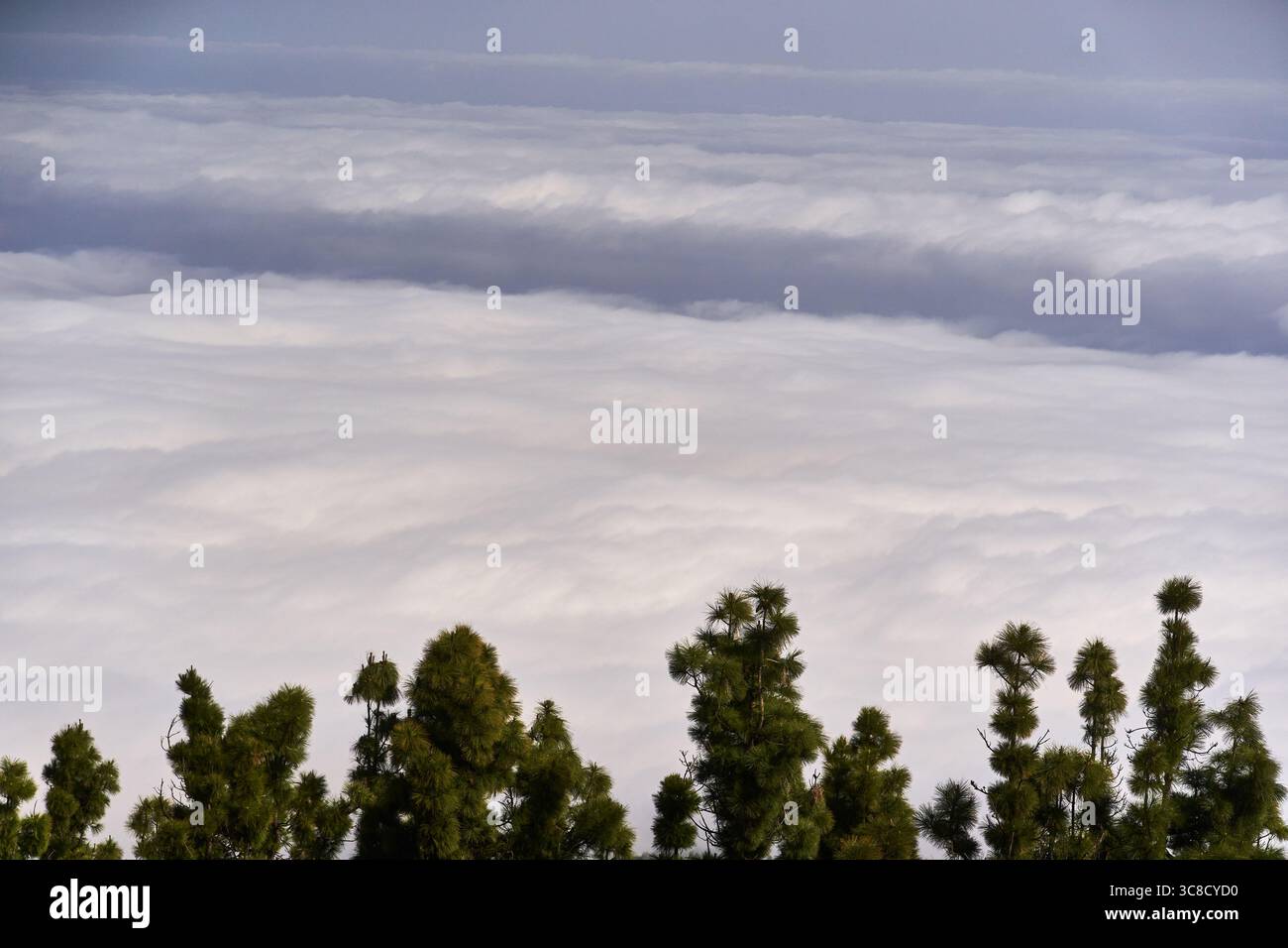Kanarische Kiefernwälder, die sich über eine dichte Wolkenumkehr in Corona Forestal, Teneriffa erheben Stockfoto