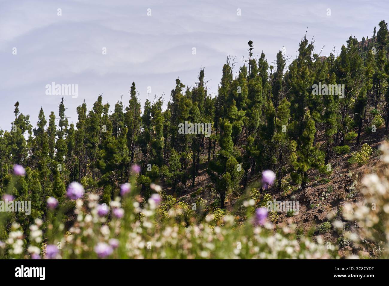 Mit Kiefern bewachsener Hügel von Corona Forestal mit Wildblumen im weichen, unscharfen Vordergrund Stockfoto
