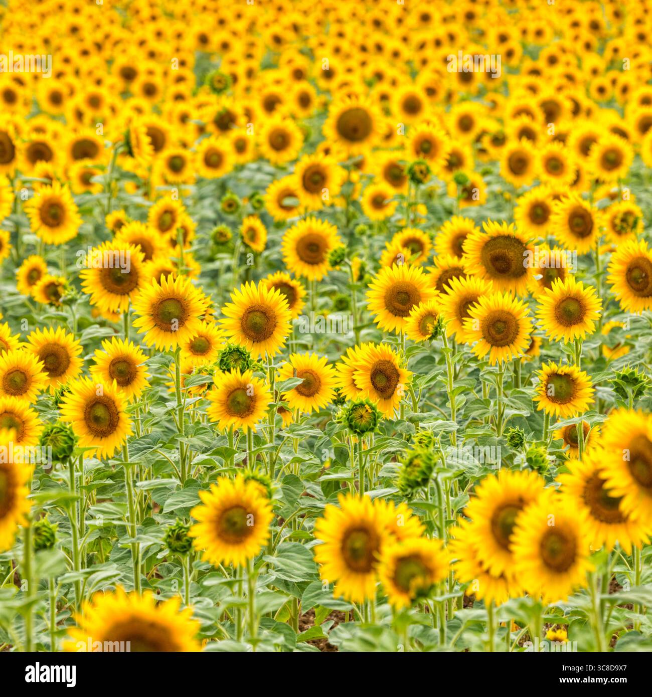 Sonnenblumenfeld, geringe Schärfentiefe Stockfoto