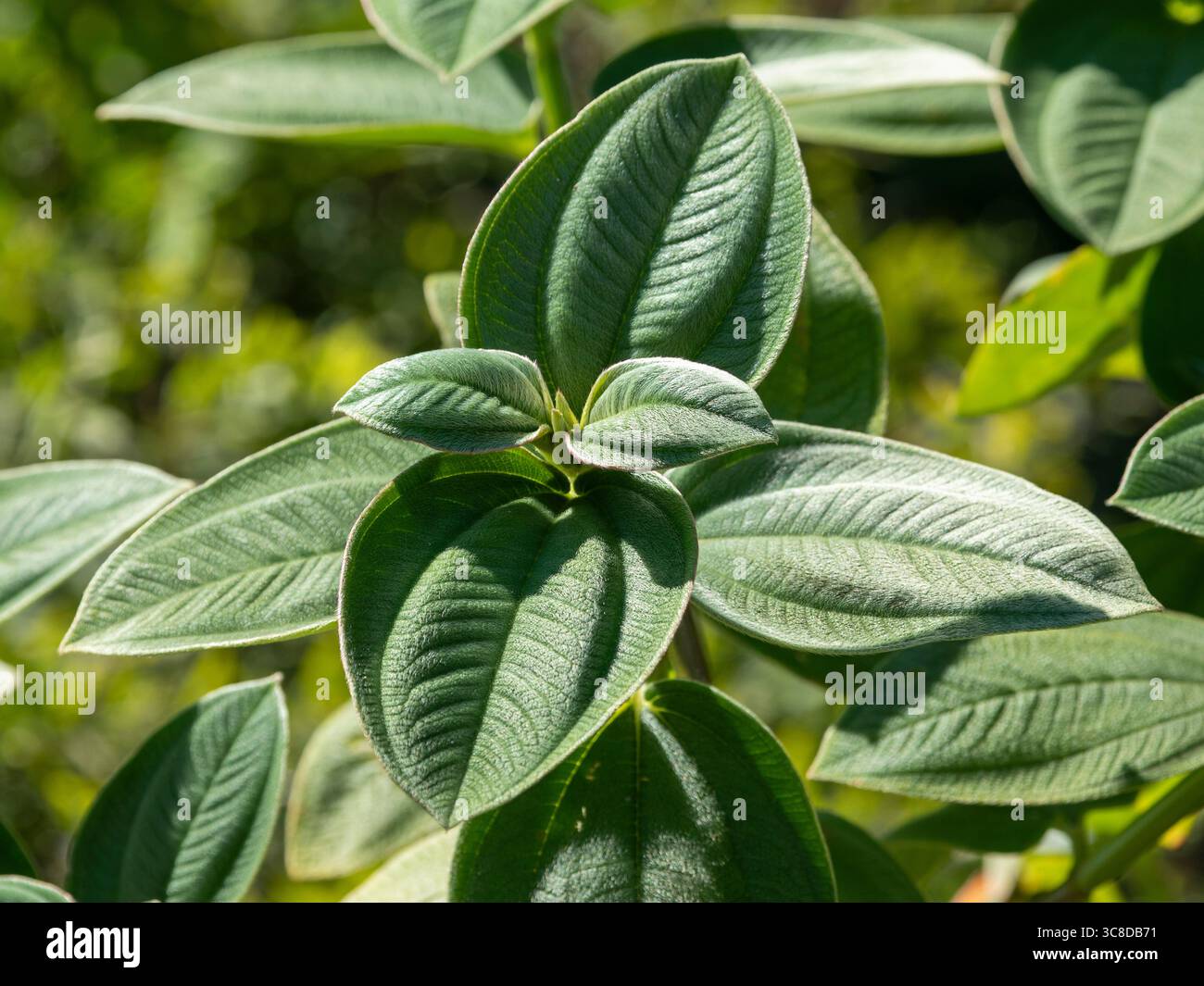 Haarige Blätter von Pleroma heteromallum, der silberblättrigen Prinzessinnenblume Stockfoto