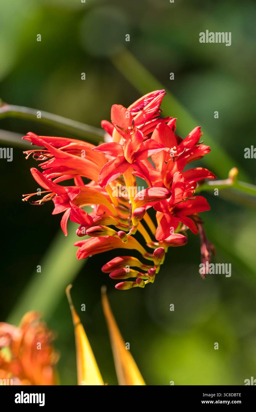 Blüten von Hibiscus sinensis „Rose de Chine“ Stockfoto
