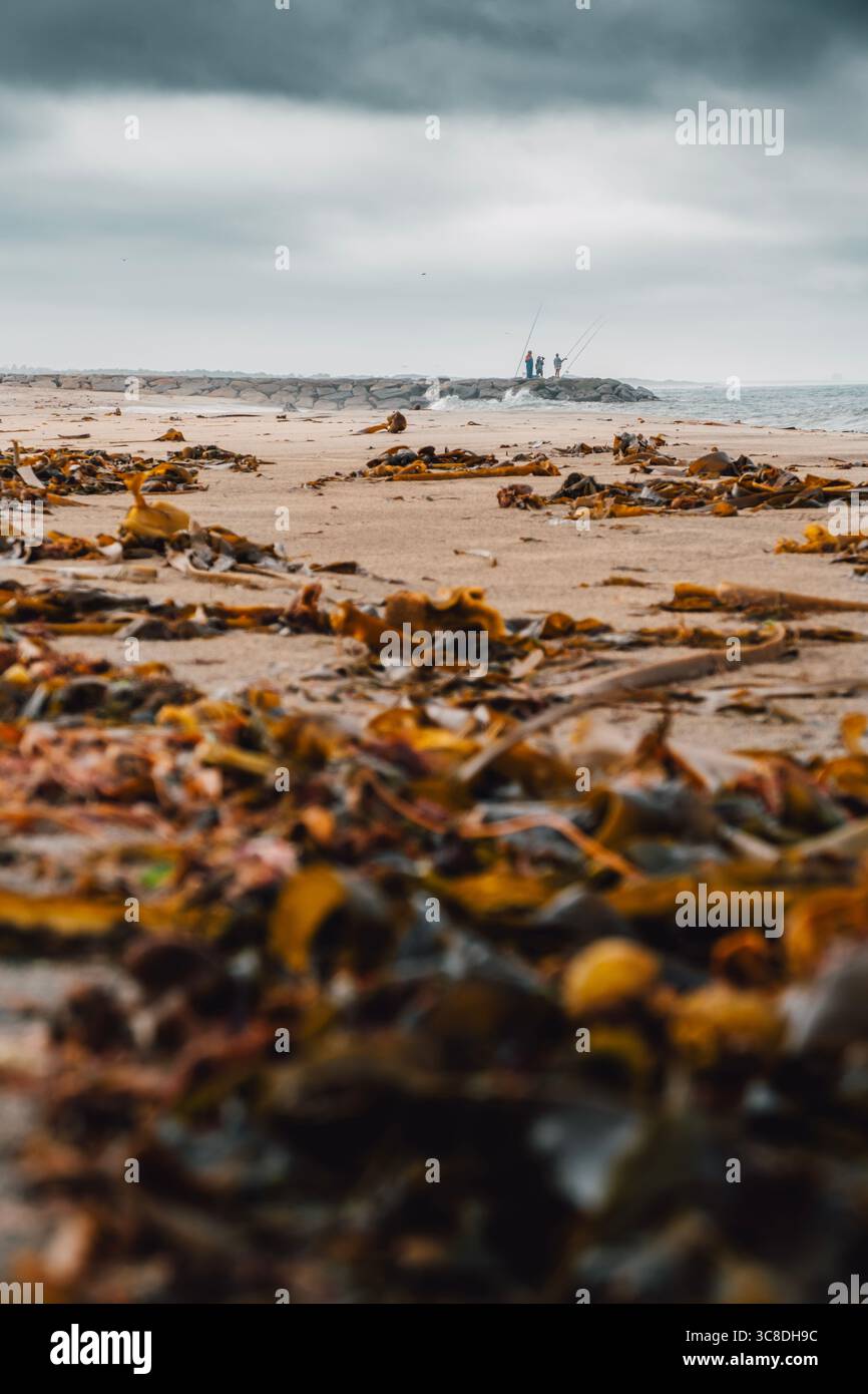 Seetang Bedeckte Sandstrand Mit Weit Entfernten Fischern Am Rocky Pier In Nordportugal. Minho Region, Küstenlandschaft, Meeresfischen Stockfoto
