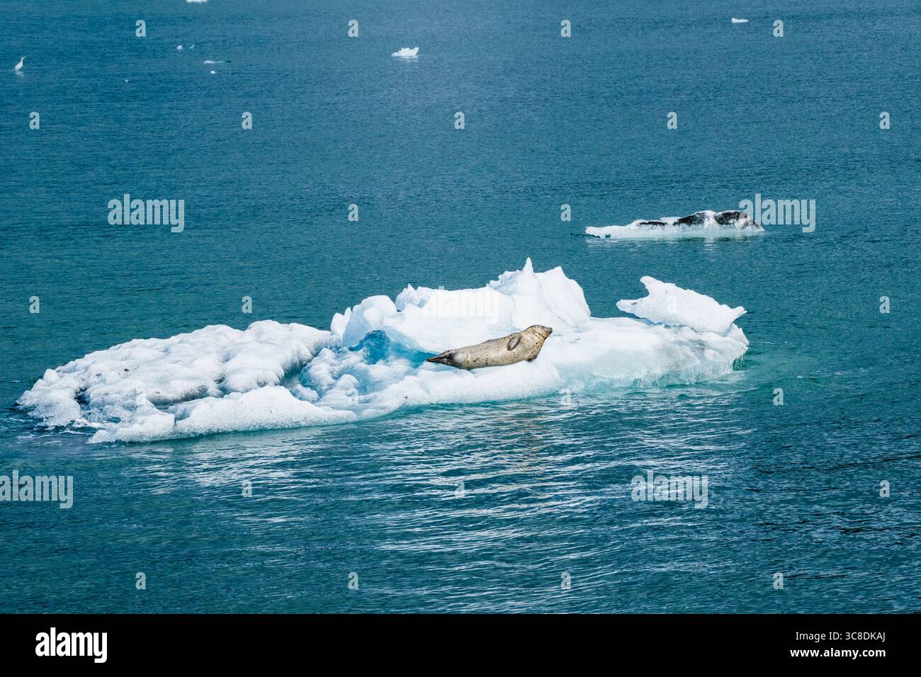 Hafenrobben liegen im Sommer auf Eis in der Columbia Bay. Prince William Sound, Valdez, Alaska (AK), Vereinigte Staaten (USA) Stockfoto