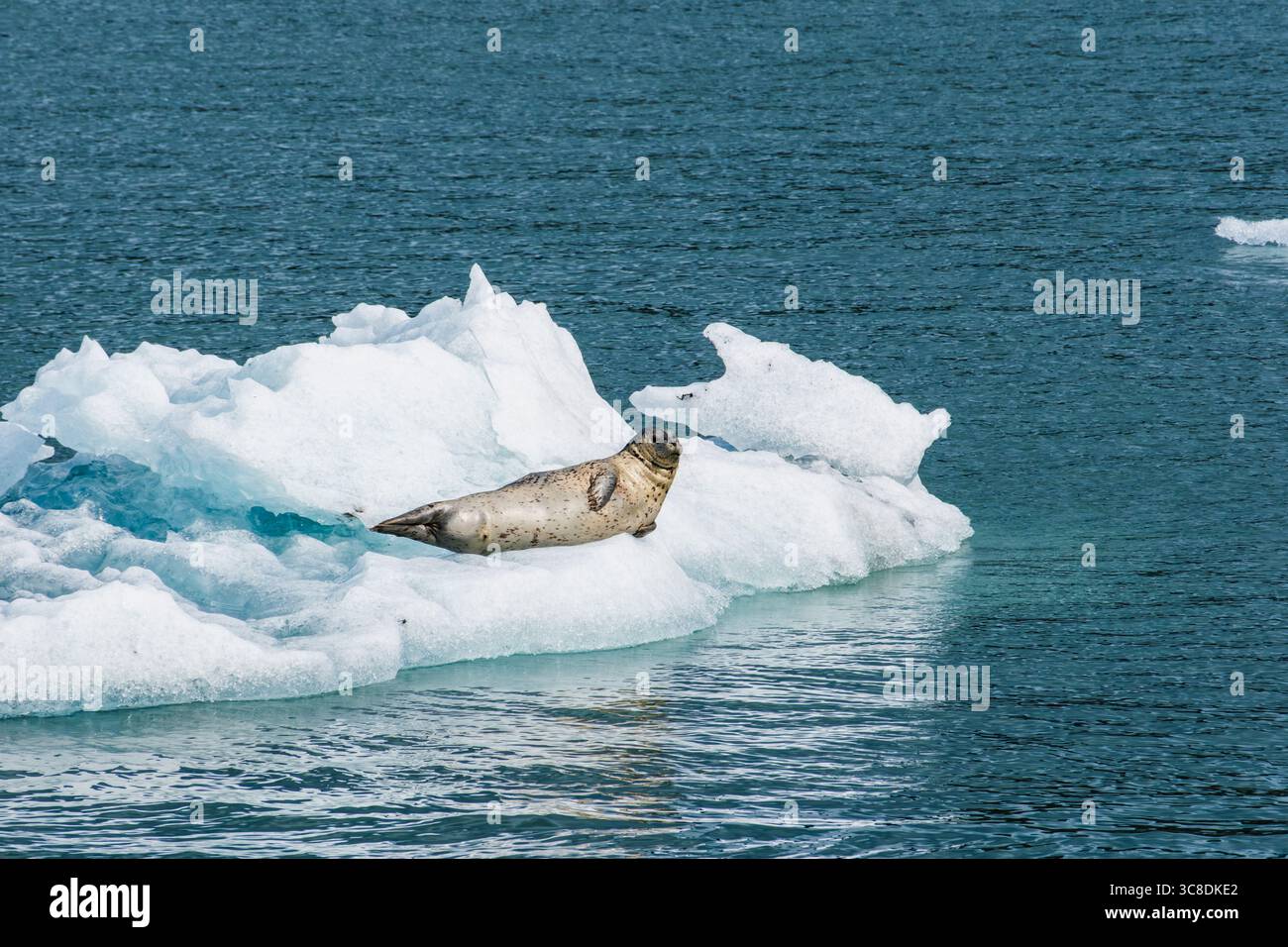 Hafenrobben liegen im Sommer auf Eis in der Columbia Bay. Prince William Sound, Valdez, Alaska (AK), Vereinigte Staaten (USA) Stockfoto