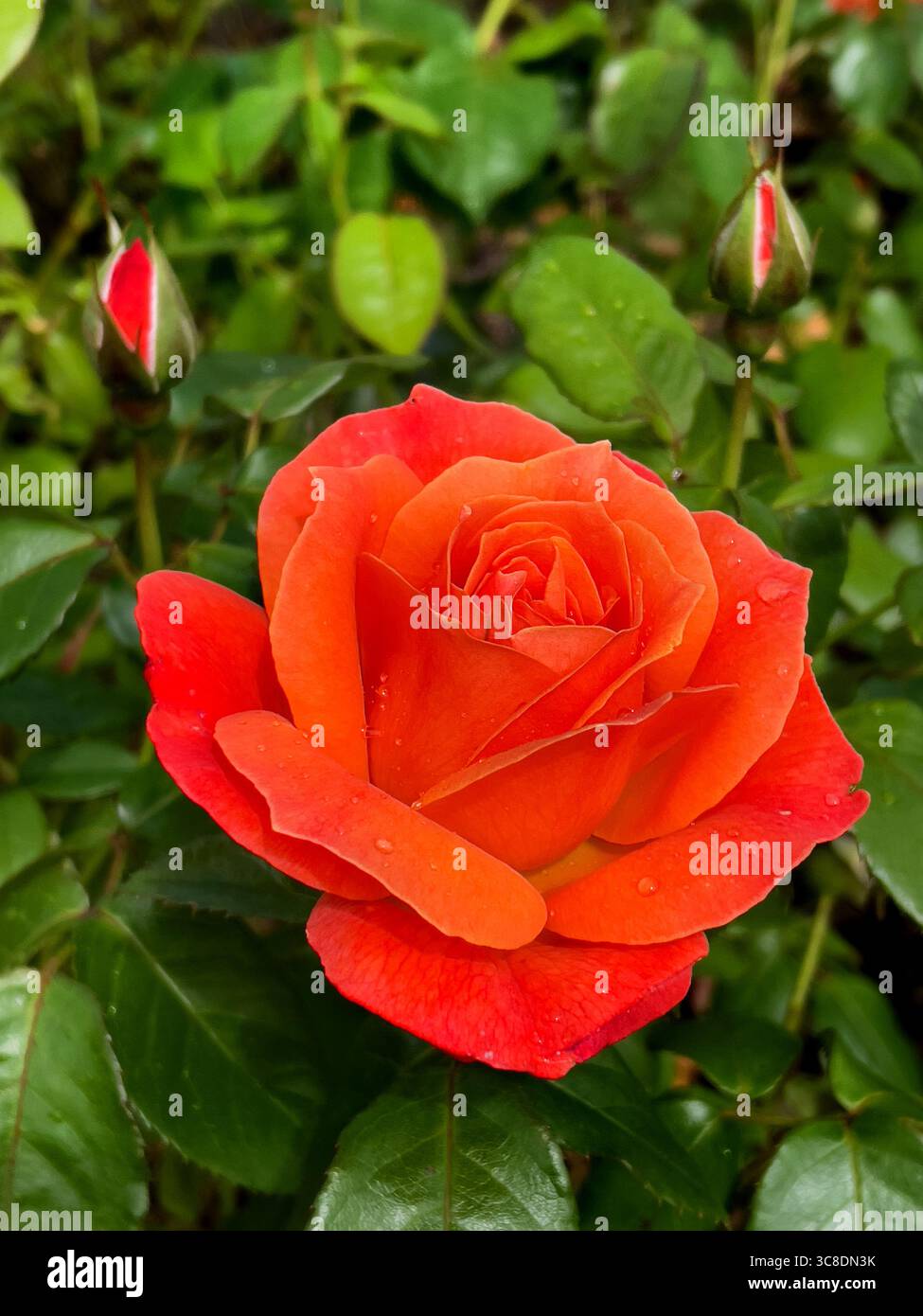 Wunderschöne Orang-Rosen blühen im Garten. Rose Hybrid Teerose Stockfoto