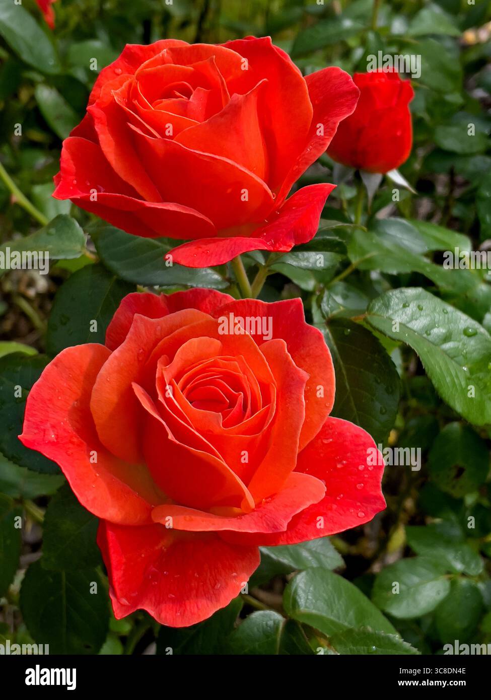 Schöne Rosen blühen im Garten. Zur Sommerzeit Irland Stockfoto