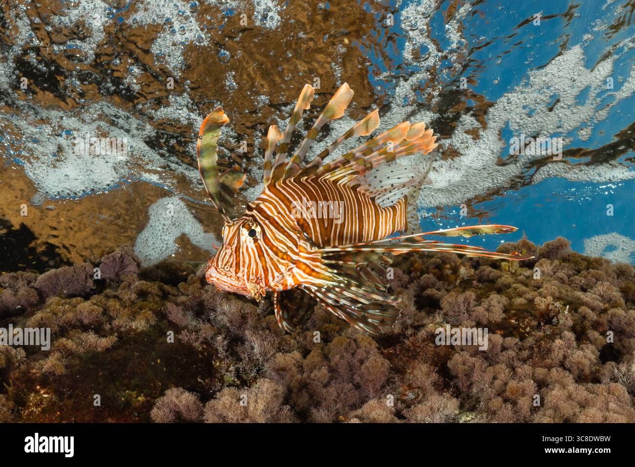 Schöner, aber gefährlicher Löwenfisch Stockfoto