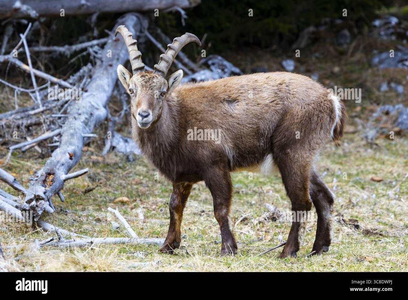 Majestätisch erhebt sich der Blick auf einen Alpensteinbock, dessen geschwungene Hörner sich am Waldrand abheben, im Grazer Bergland, Bezirk Bruck-Mürzzuschlag, Österreich. Stockfoto