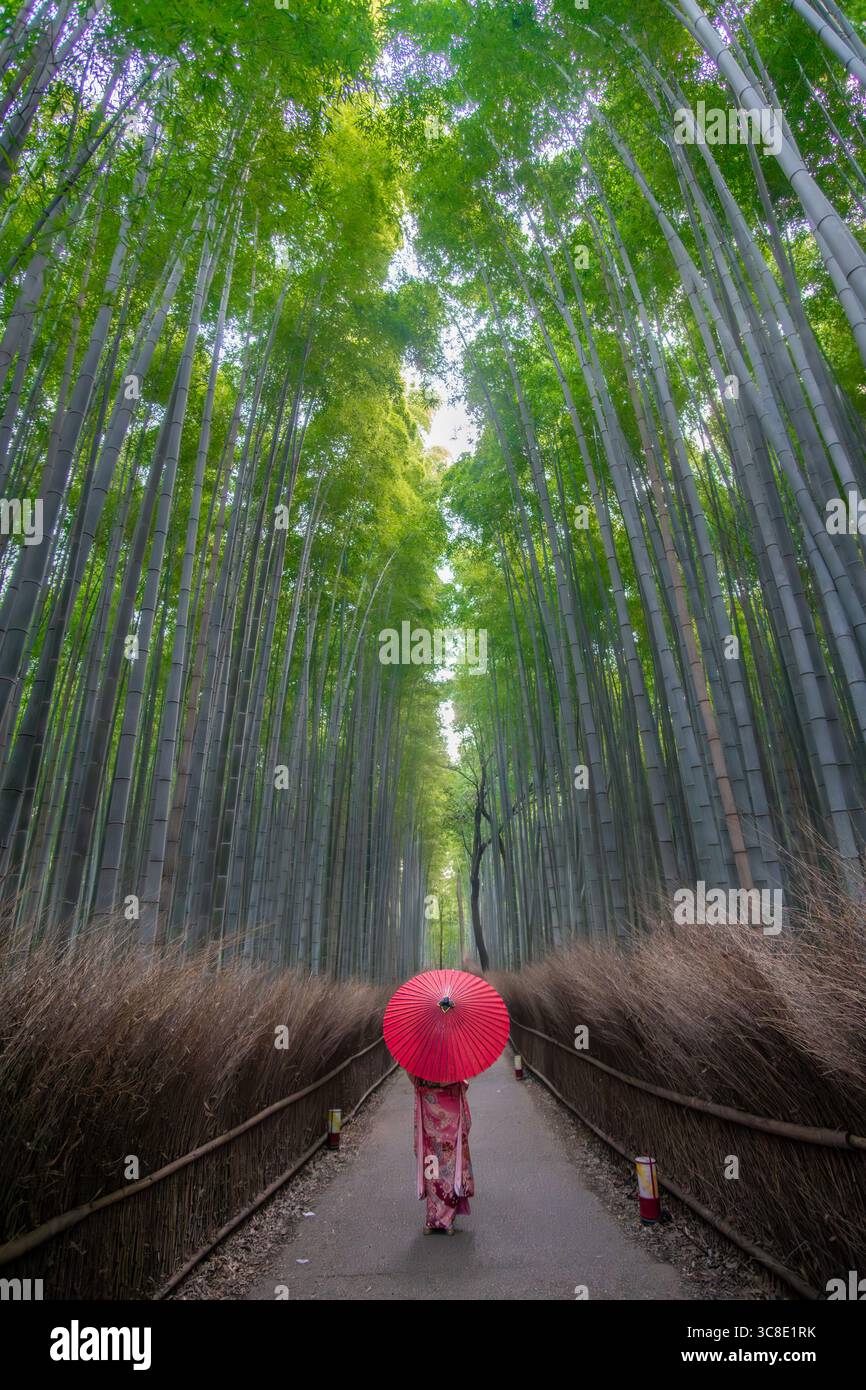 Blick auf eine Frau mit einem roten Regenschirm, die durch einen Pfad geht, umgeben von hoch aufragenden Bambusstielen in einem üppigen Hain, Kyoto, Japan. Stockfoto