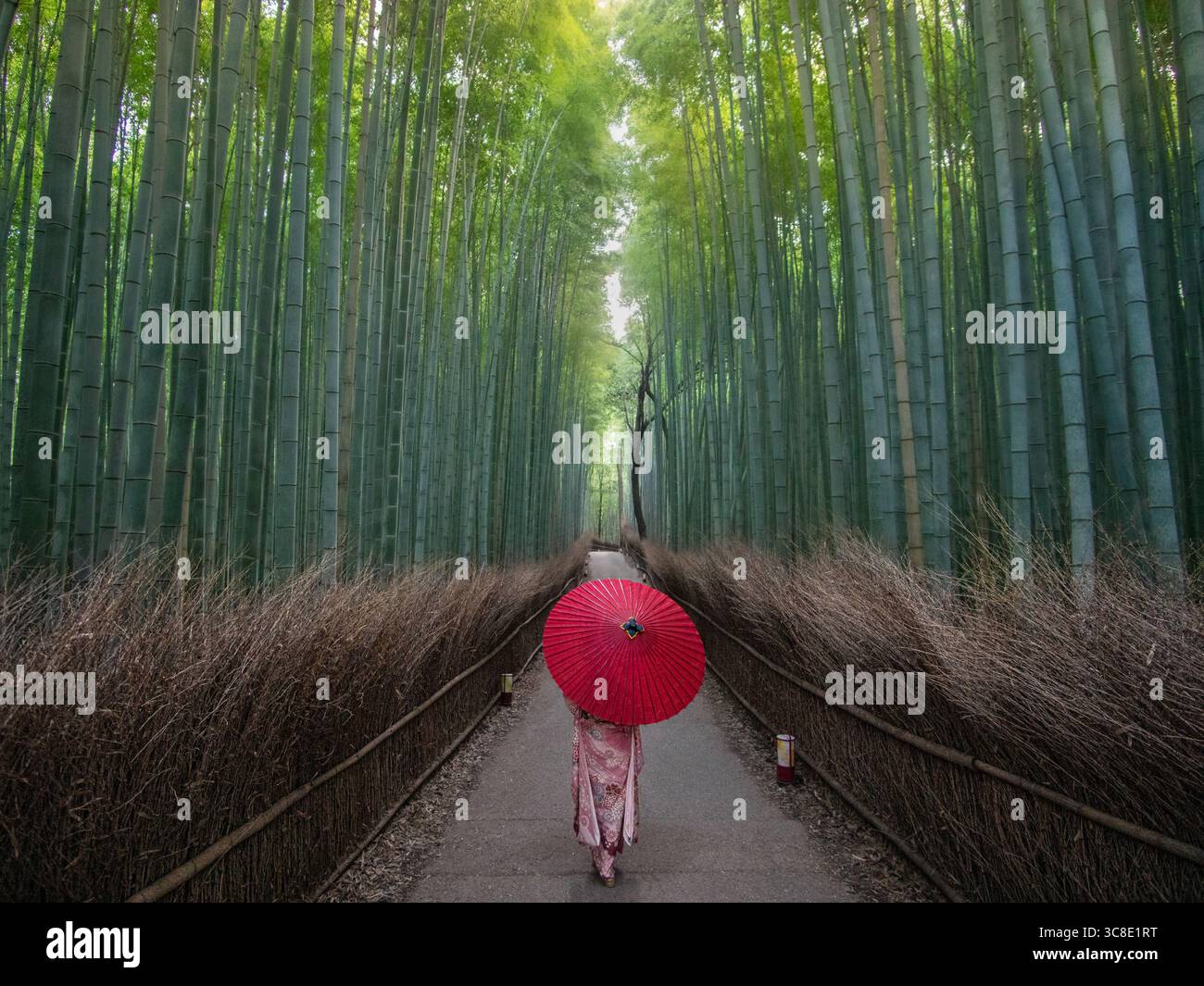Blick auf eine Einzelfigur in einem Kimono mit einem leuchtenden roten Schirm, der auf einem Pfad durch einen riesigen Bambuswald geht, der in sanftes Licht getaucht ist, Kyoto, Japan. Stockfoto